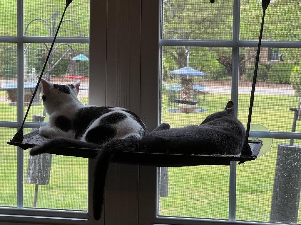 Bree, Adoptable, Young Female Domestic Short Hair.