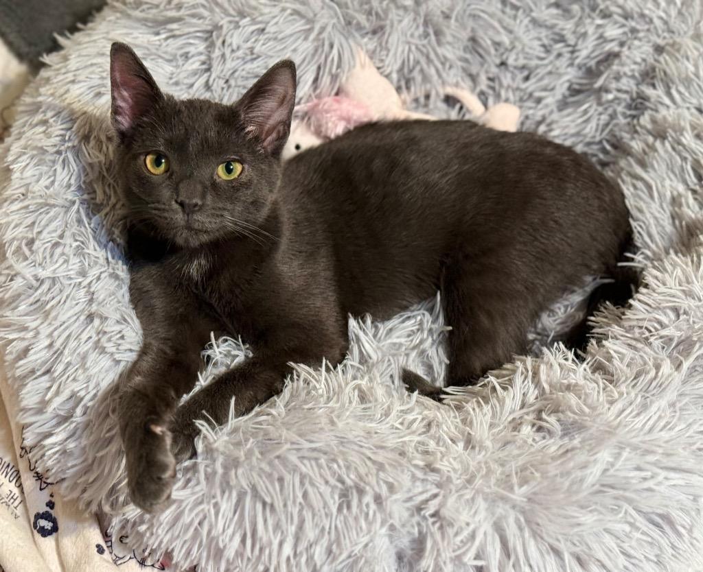 Bree, a Adoptable mixed breed in Hampton, VA image 3/4