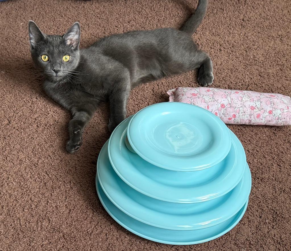 Bree, a Adoptable mixed breed in Hampton, VA image 4/4