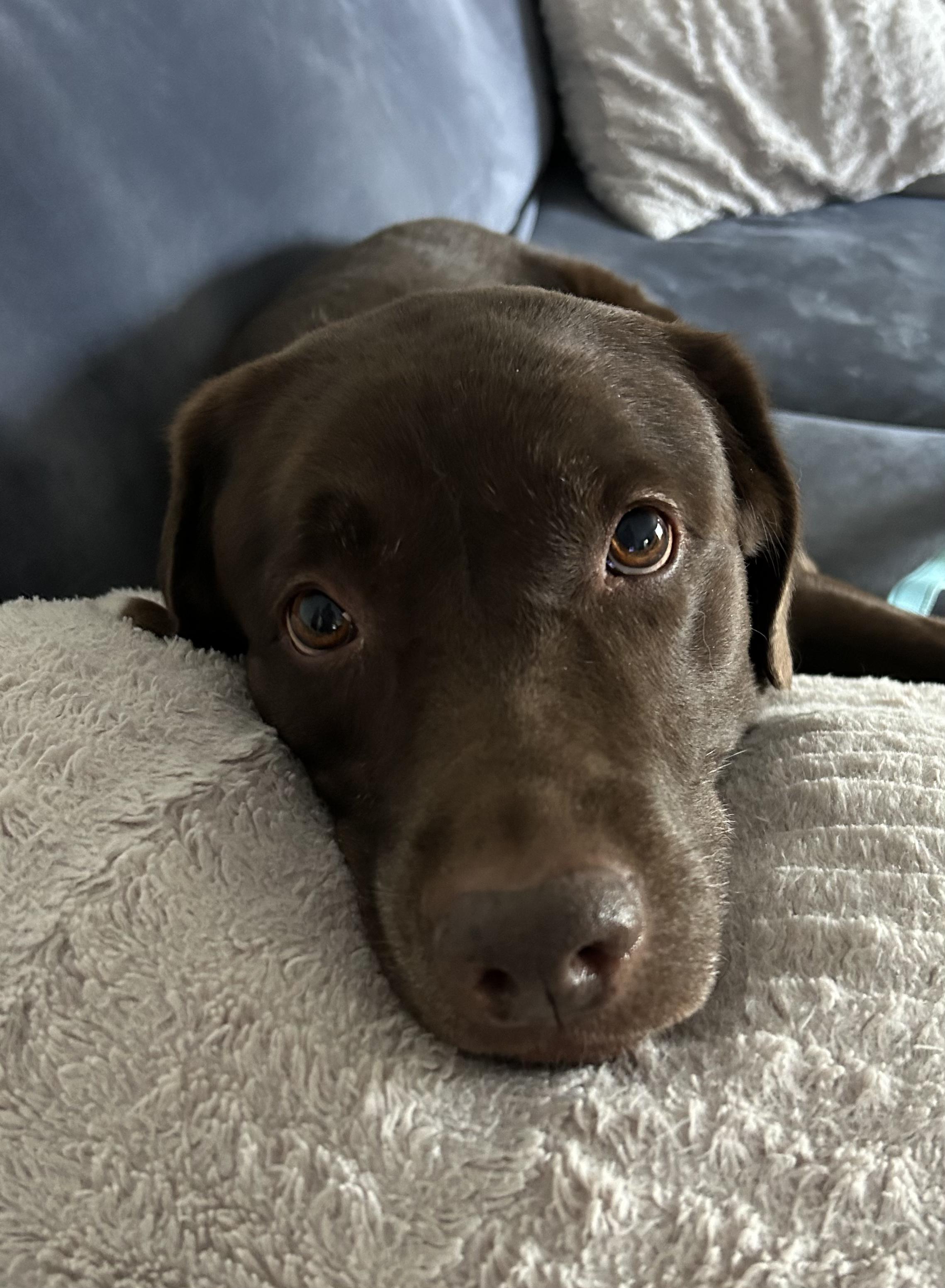 Enlarge Baylor, an adoptable Labrador Retriever in Warrington, PA image 4/6