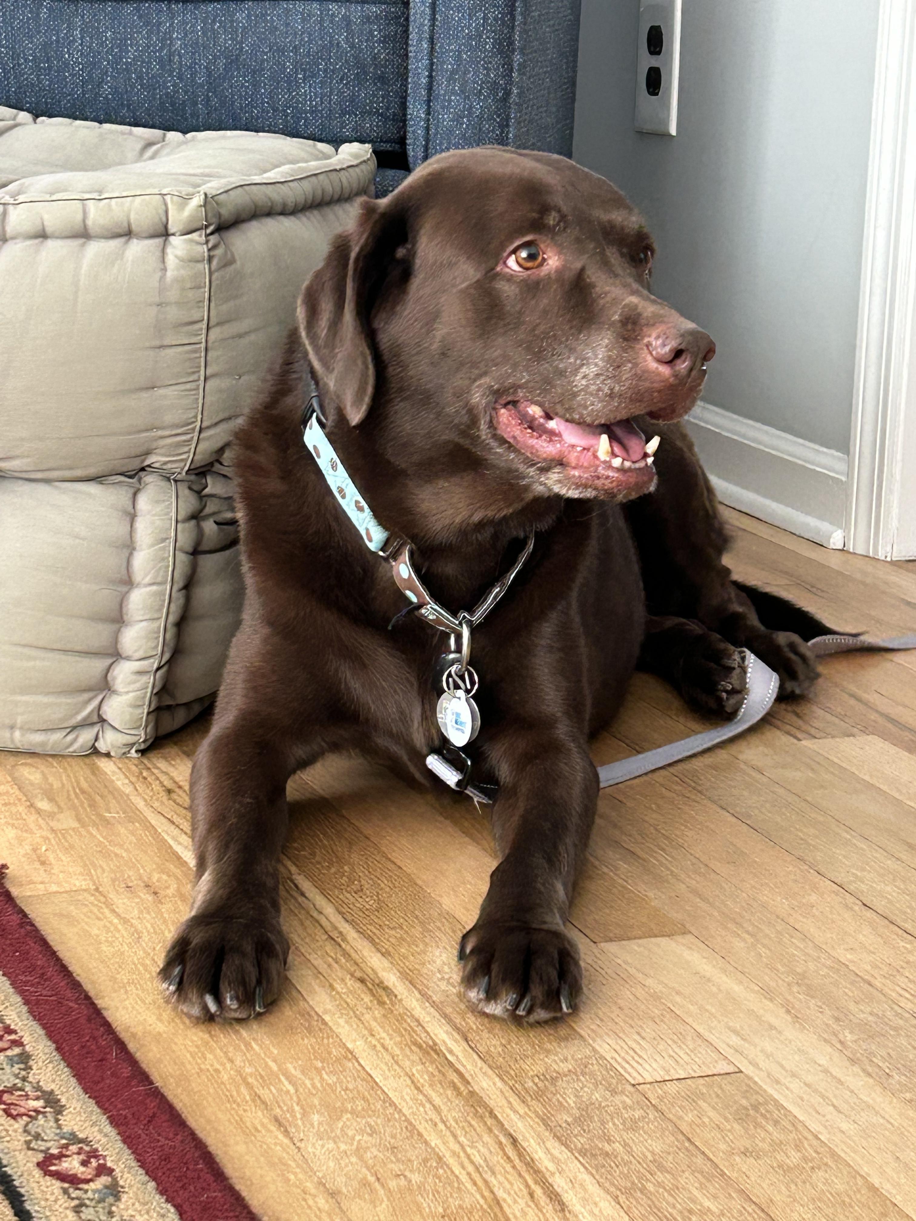 Enlarge Baylor, an adoptable Labrador Retriever in Warrington, PA image 6/6