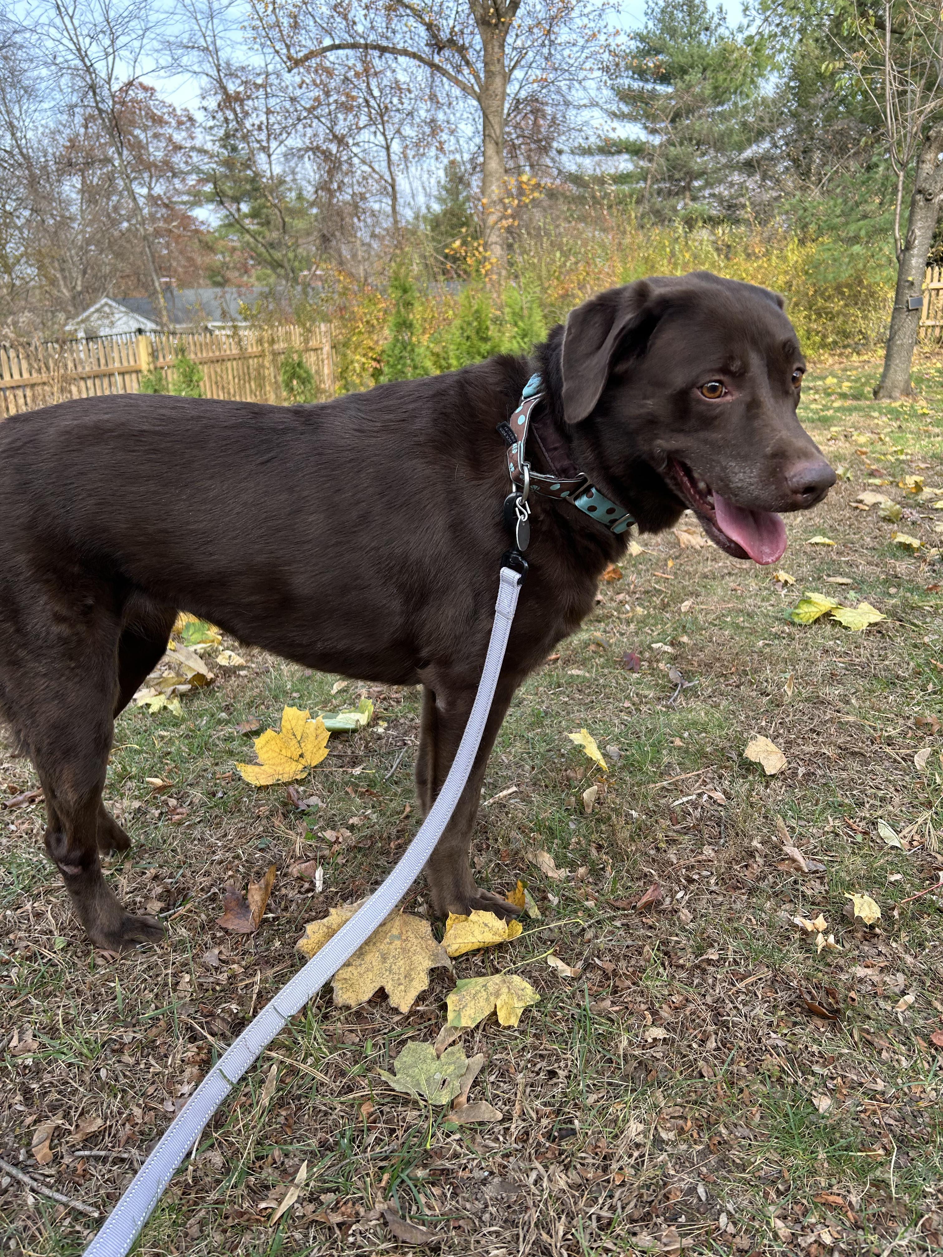 Enlarge Baylor, an adoptable Labrador Retriever in Warrington, PA image 5/6