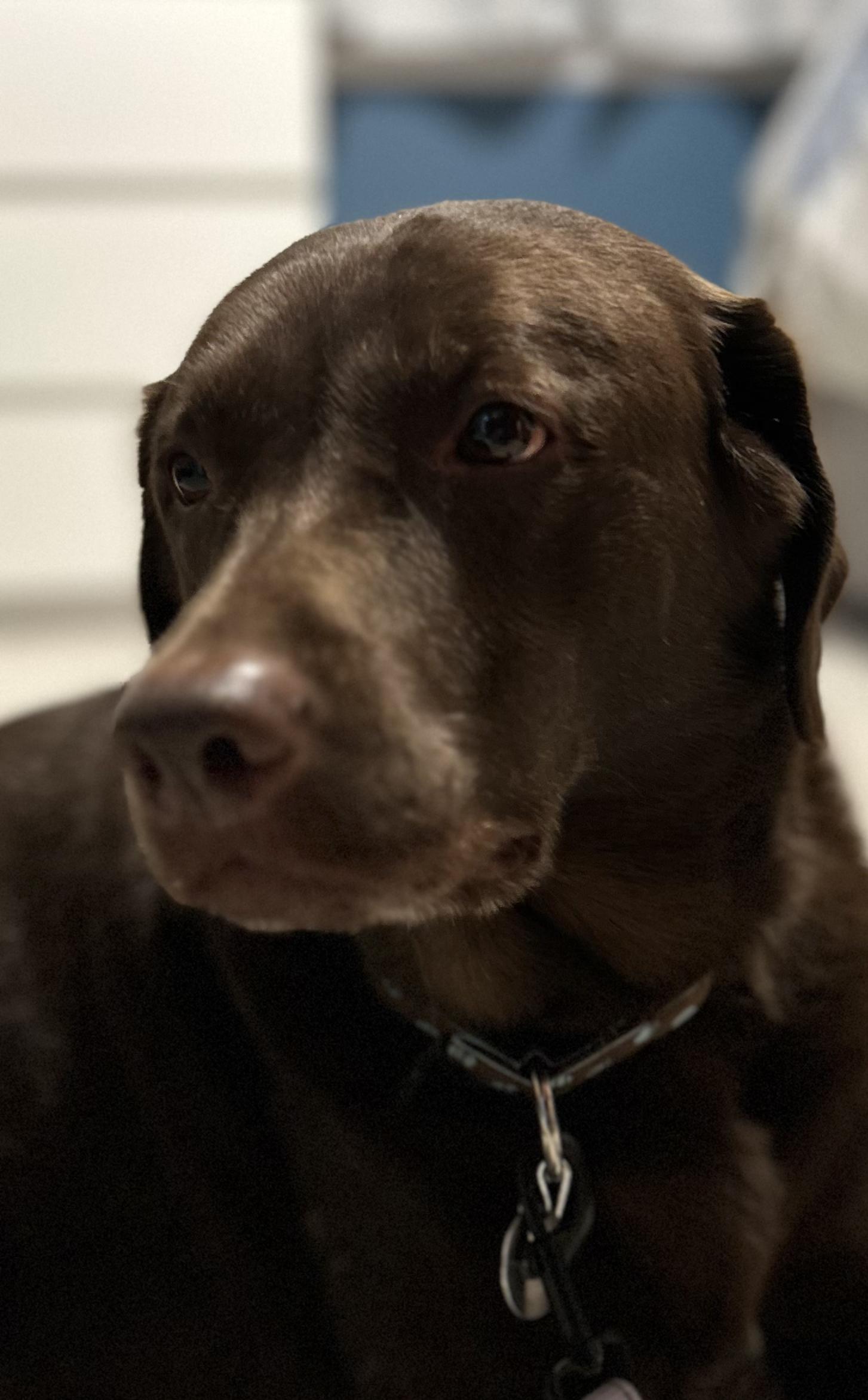 Enlarge Baylor, an adoptable Labrador Retriever in Warrington, PA image 3/6