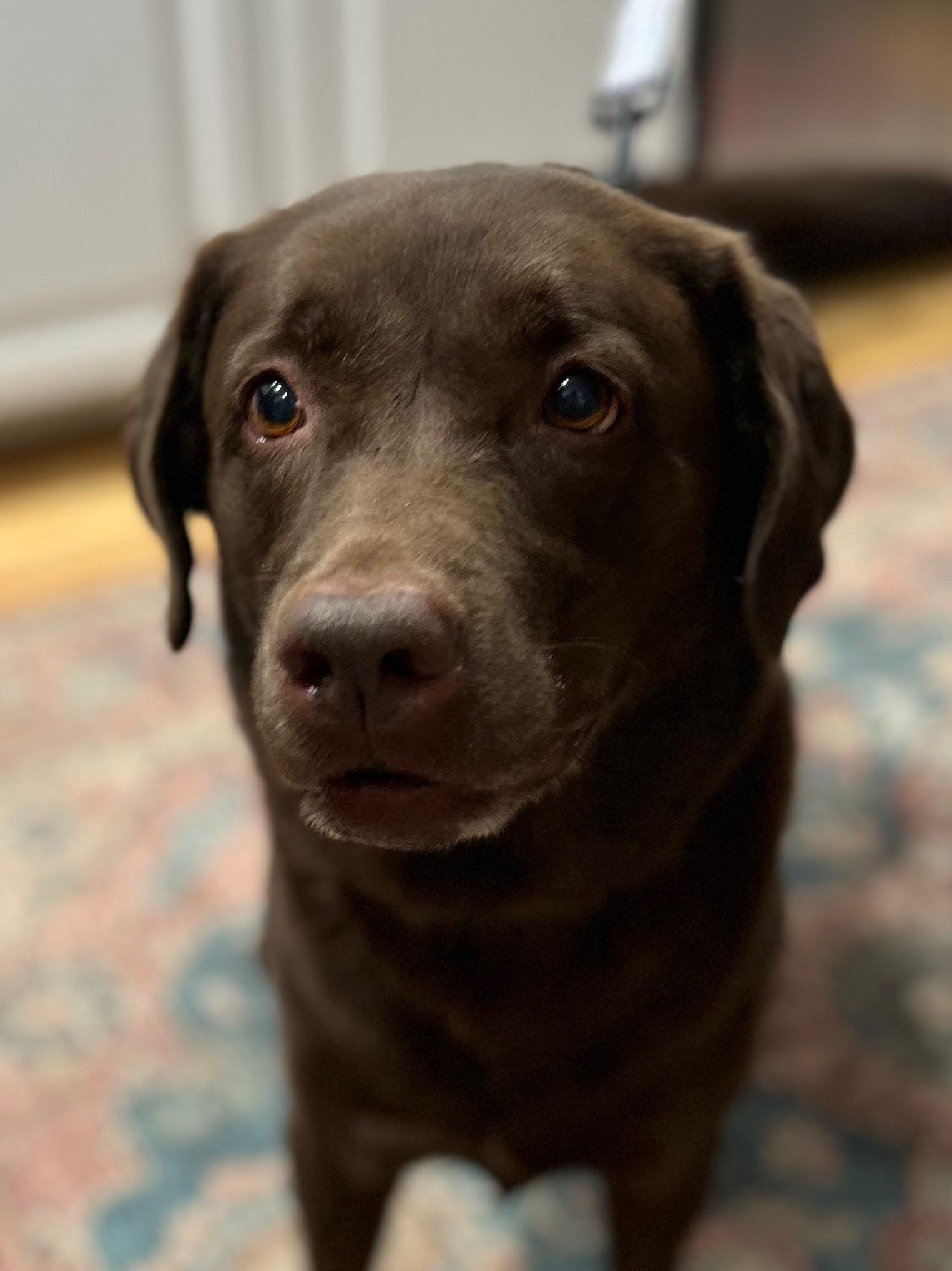 Enlarge Baylor, an adoptable Labrador Retriever in Warrington, PA image 1/6