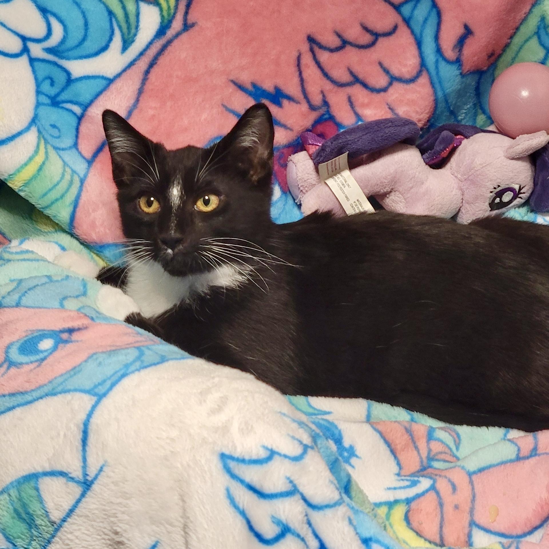 King Boo, Young Male unknown