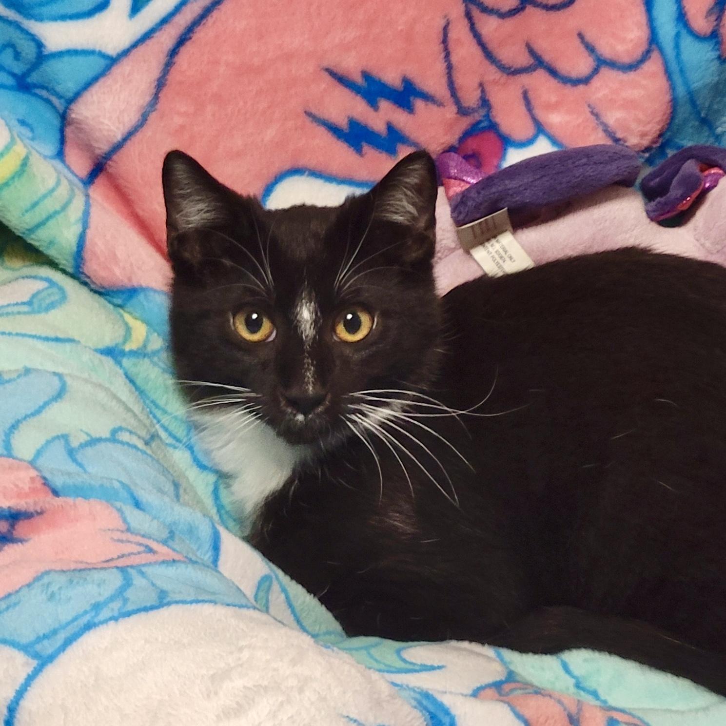 King Boo, an adoptable Tuxedo, Domestic Short Hair in Tulsa, OK, 74135 | Photo Image 5