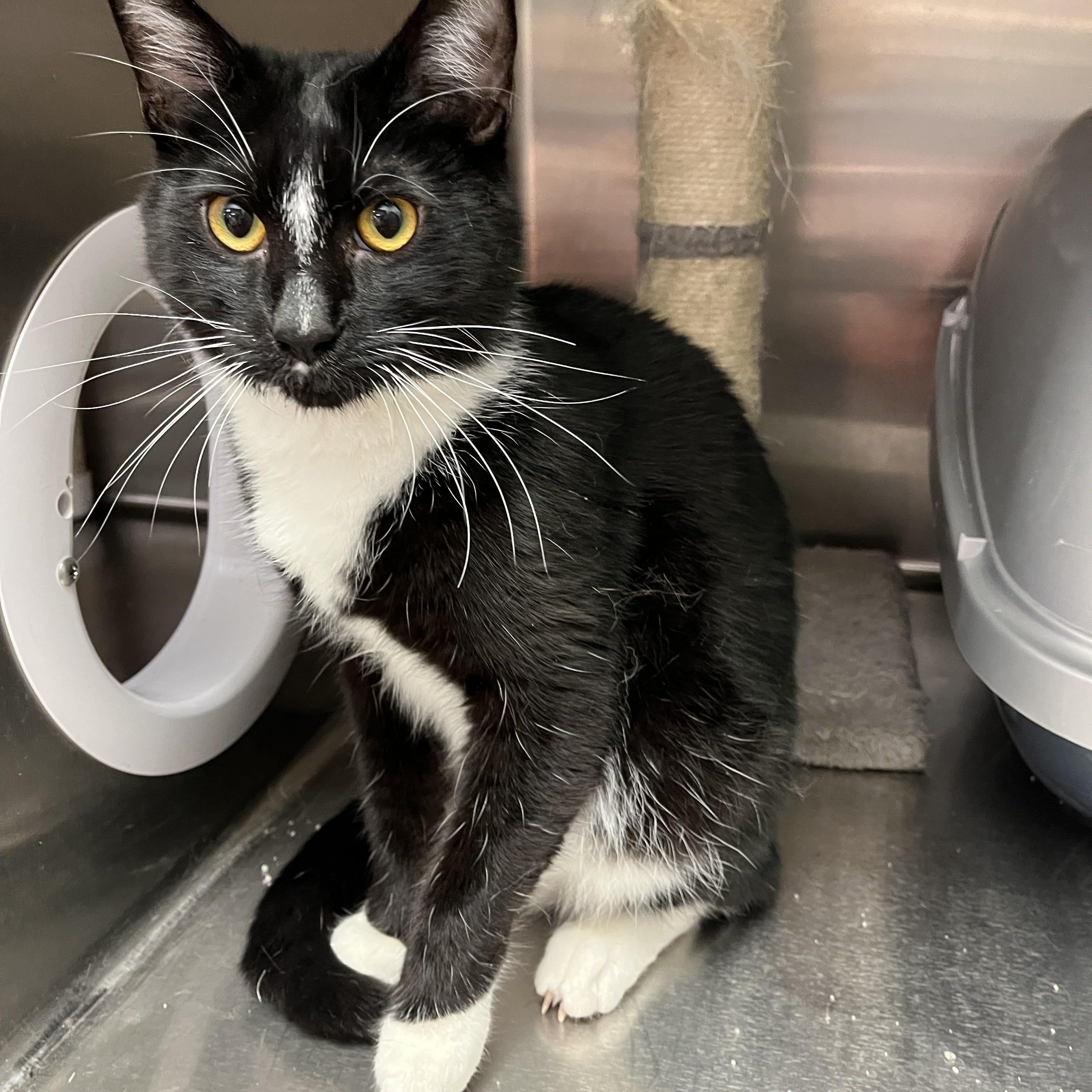 King Boo, an adoptable Tuxedo, Domestic Short Hair in Tulsa, OK, 74135 | Photo Image 1