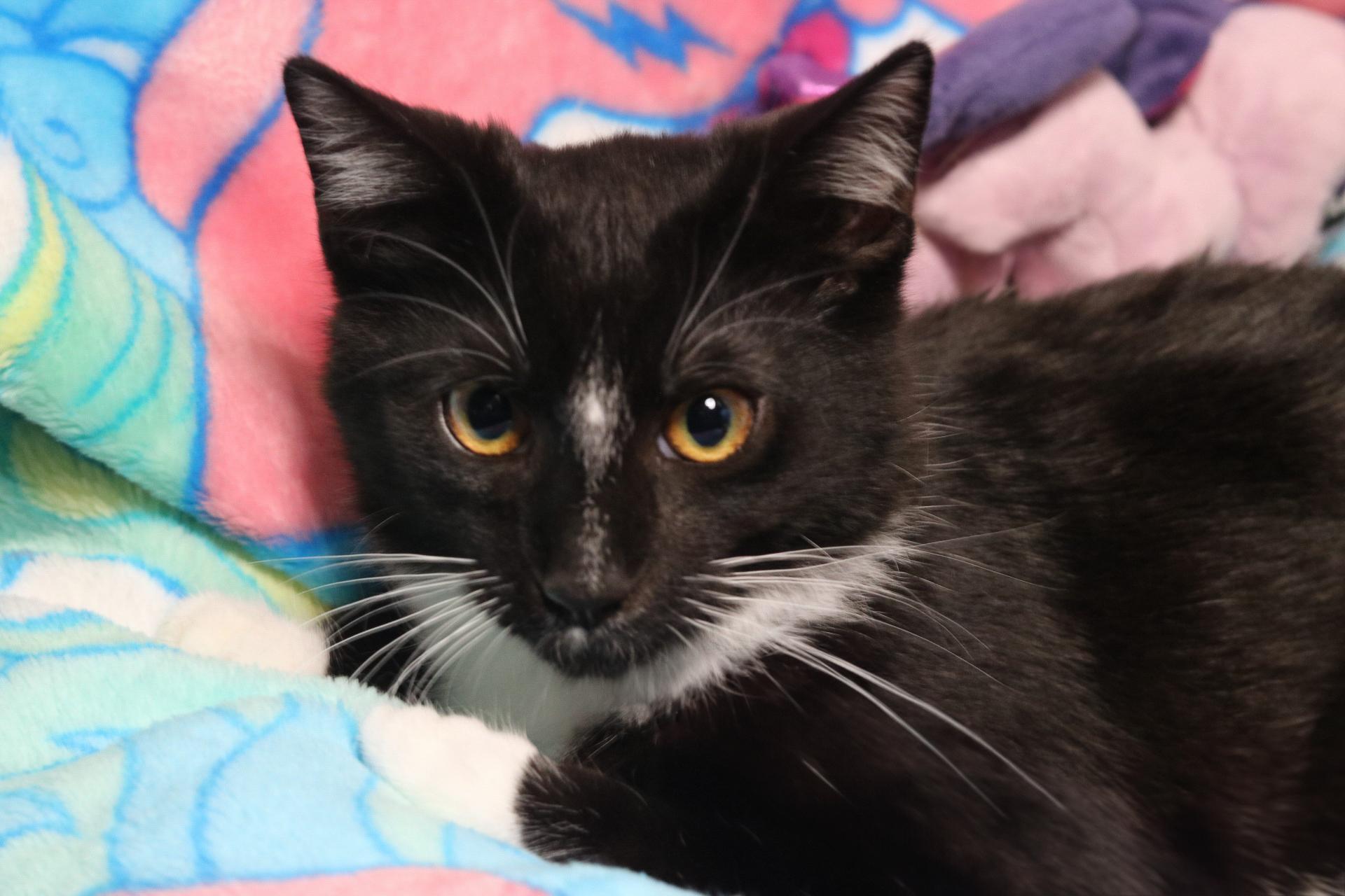 King Boo, an adoptable Tuxedo, Domestic Short Hair in Tulsa, OK, 74135 | Photo Image 6
