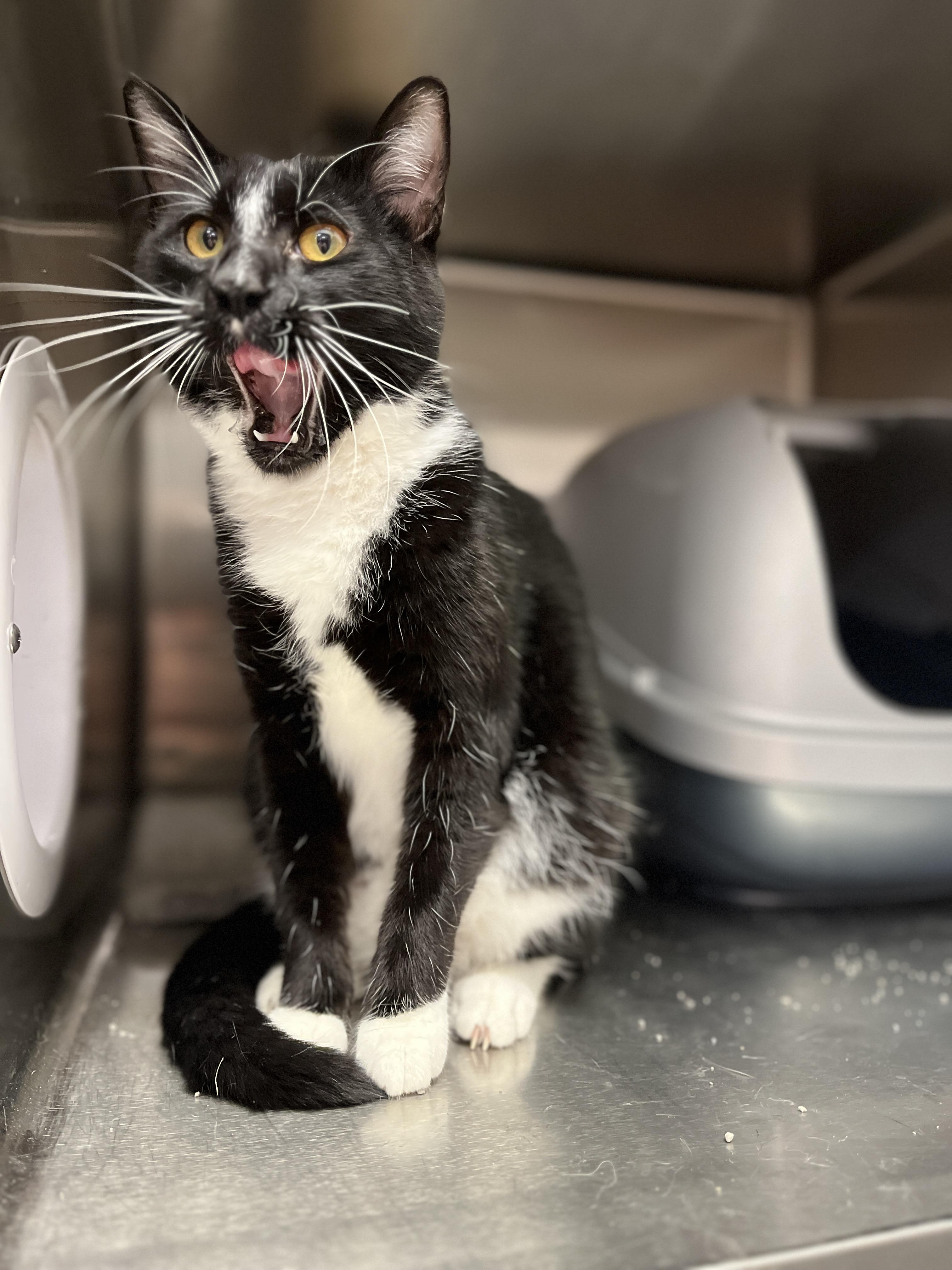 King Boo, an adoptable Tuxedo, Domestic Short Hair in Tulsa, OK, 74135 | Photo Image 2