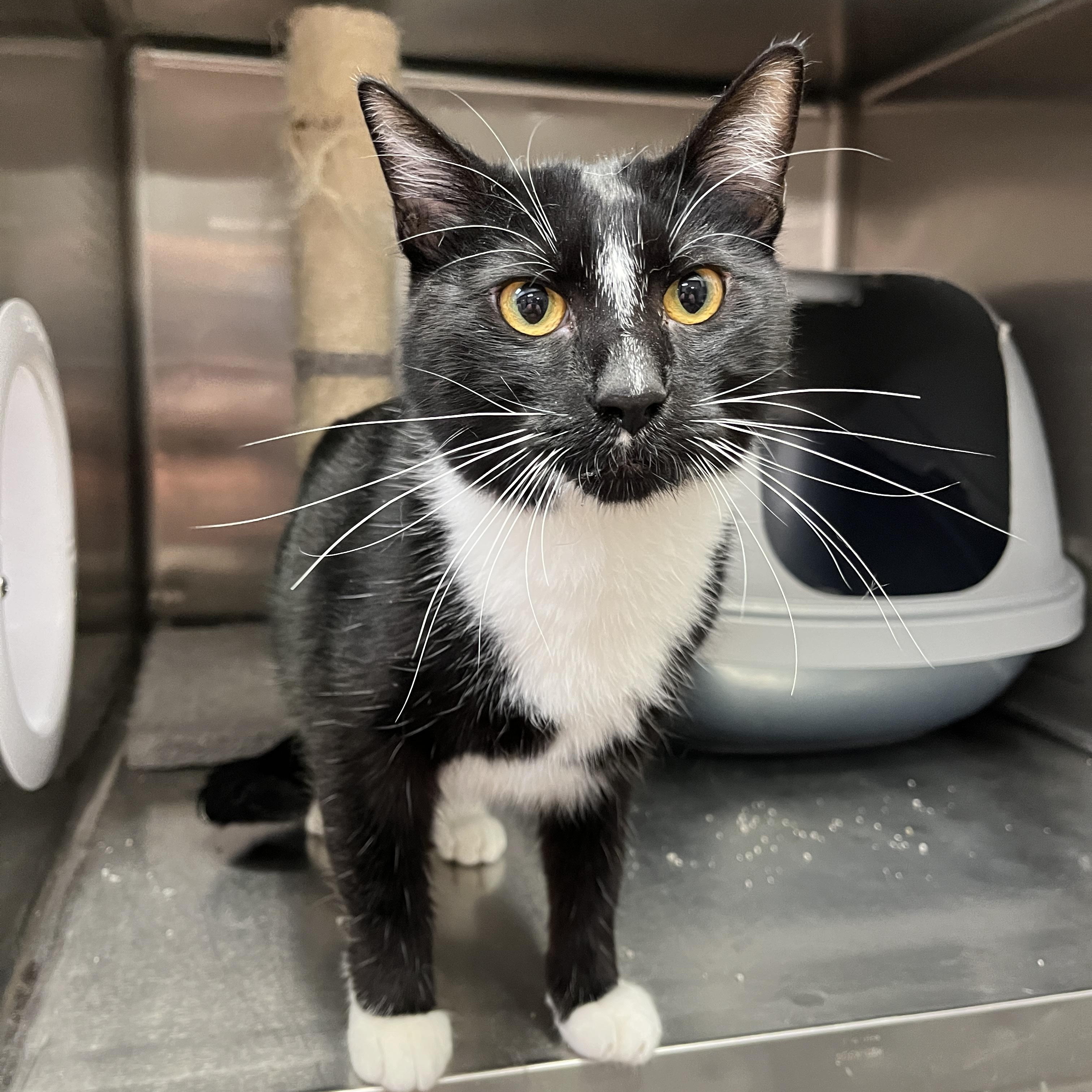 King Boo, an adoptable Tuxedo, Domestic Short Hair in Tulsa, OK, 74135 | Photo Image 3