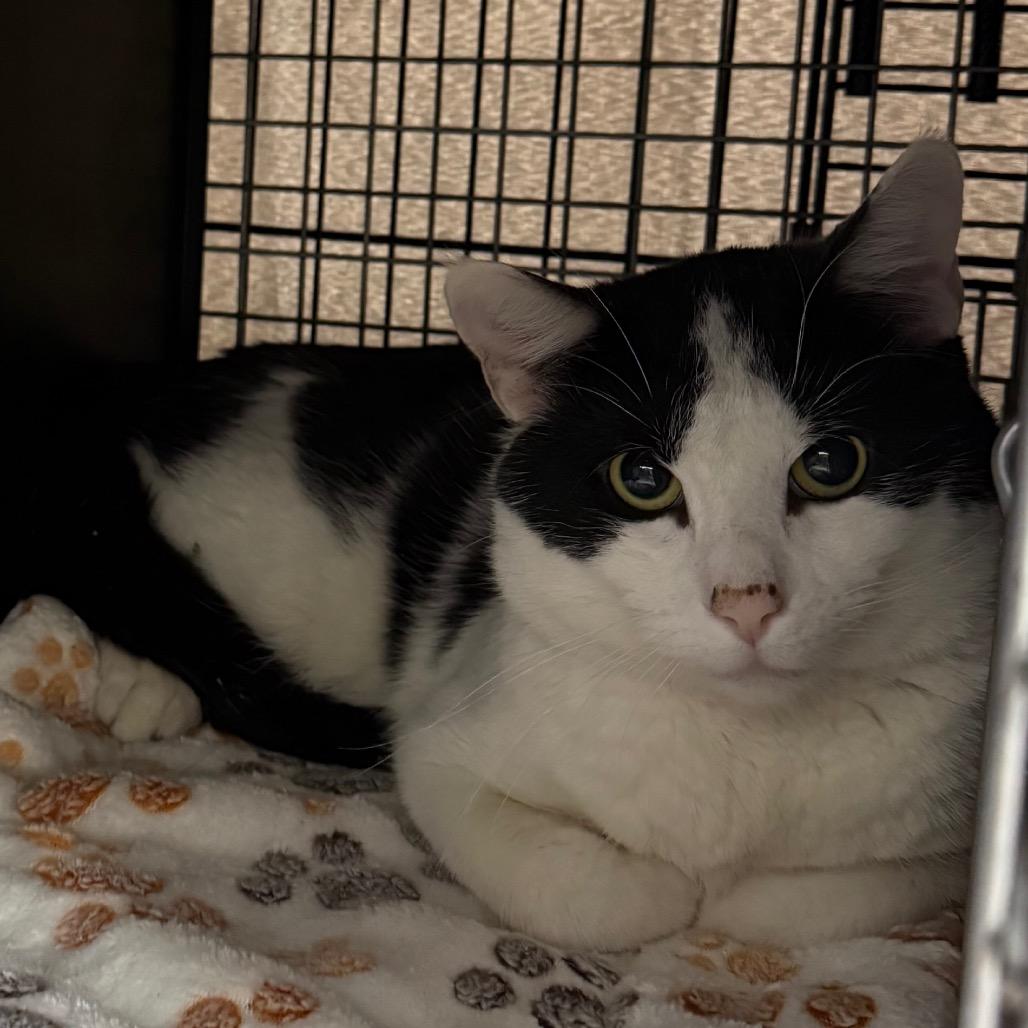 Orion, Adoptable, Adult Male Domestic Short Hair.