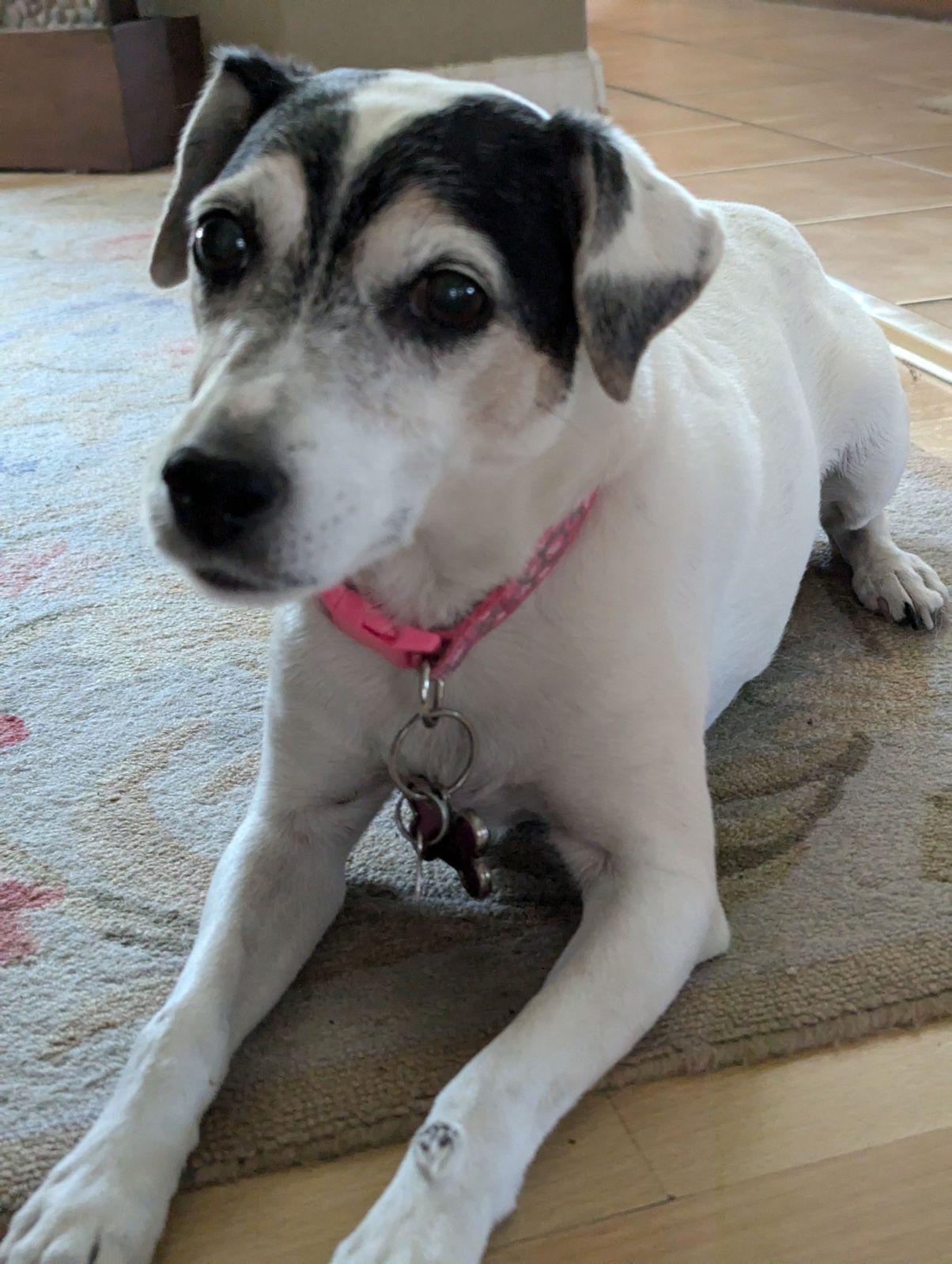 Tess, Senior Female Jack Russell Terrier