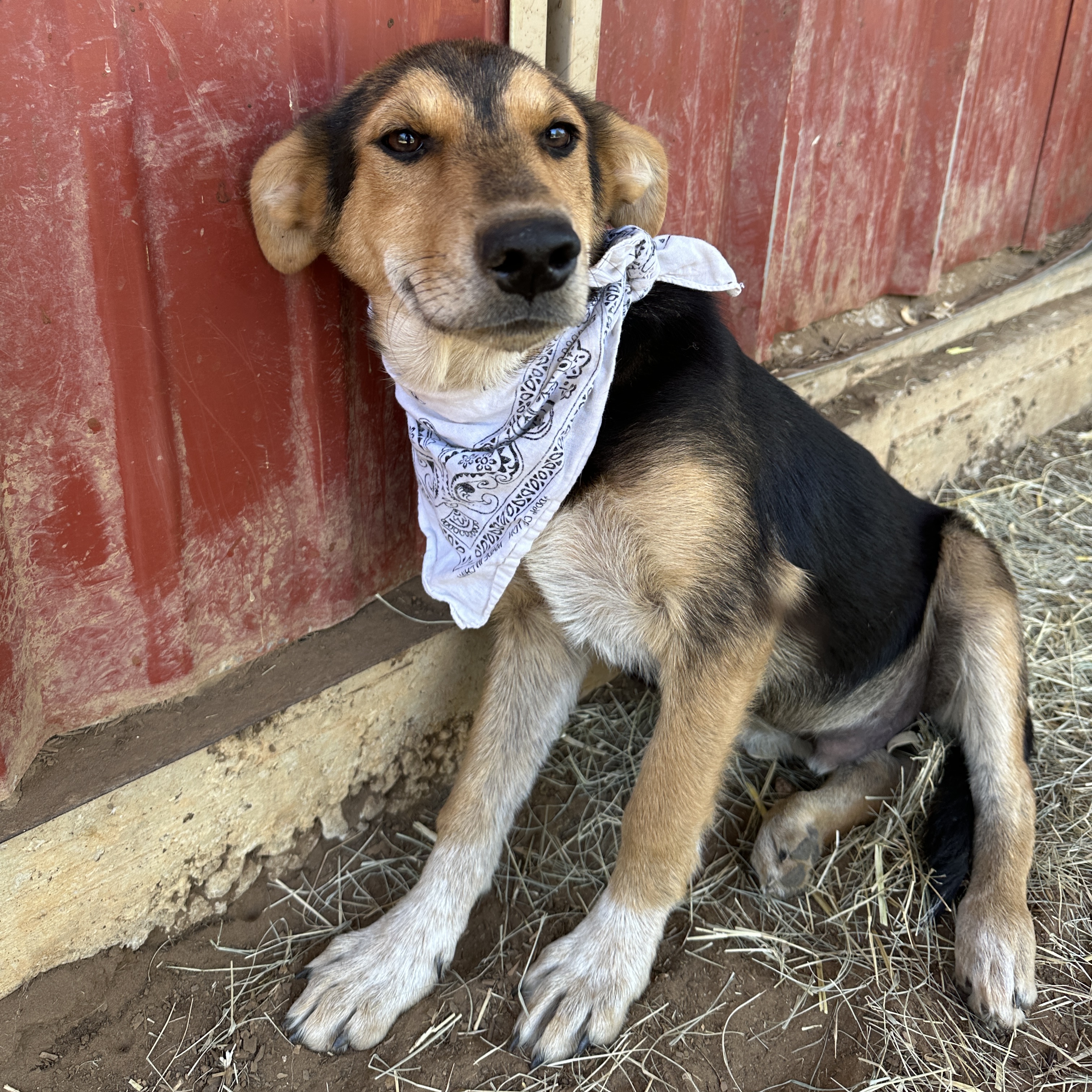 Enlarge Alfalfa, a Adoptable mixed breed in Seguin, TX image 5/5