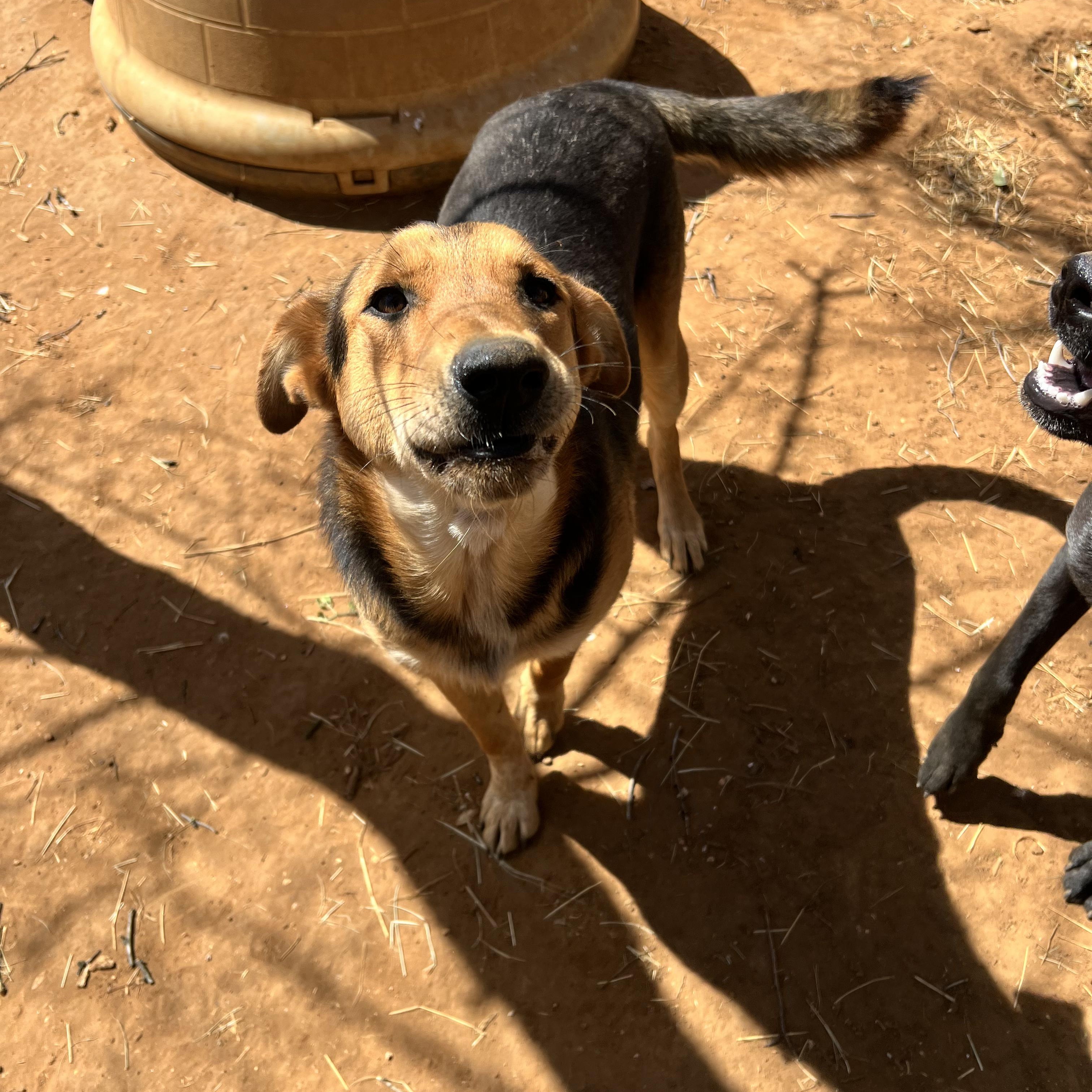 Enlarge Alfalfa, a Adoptable mixed breed in Seguin, TX image 4/5