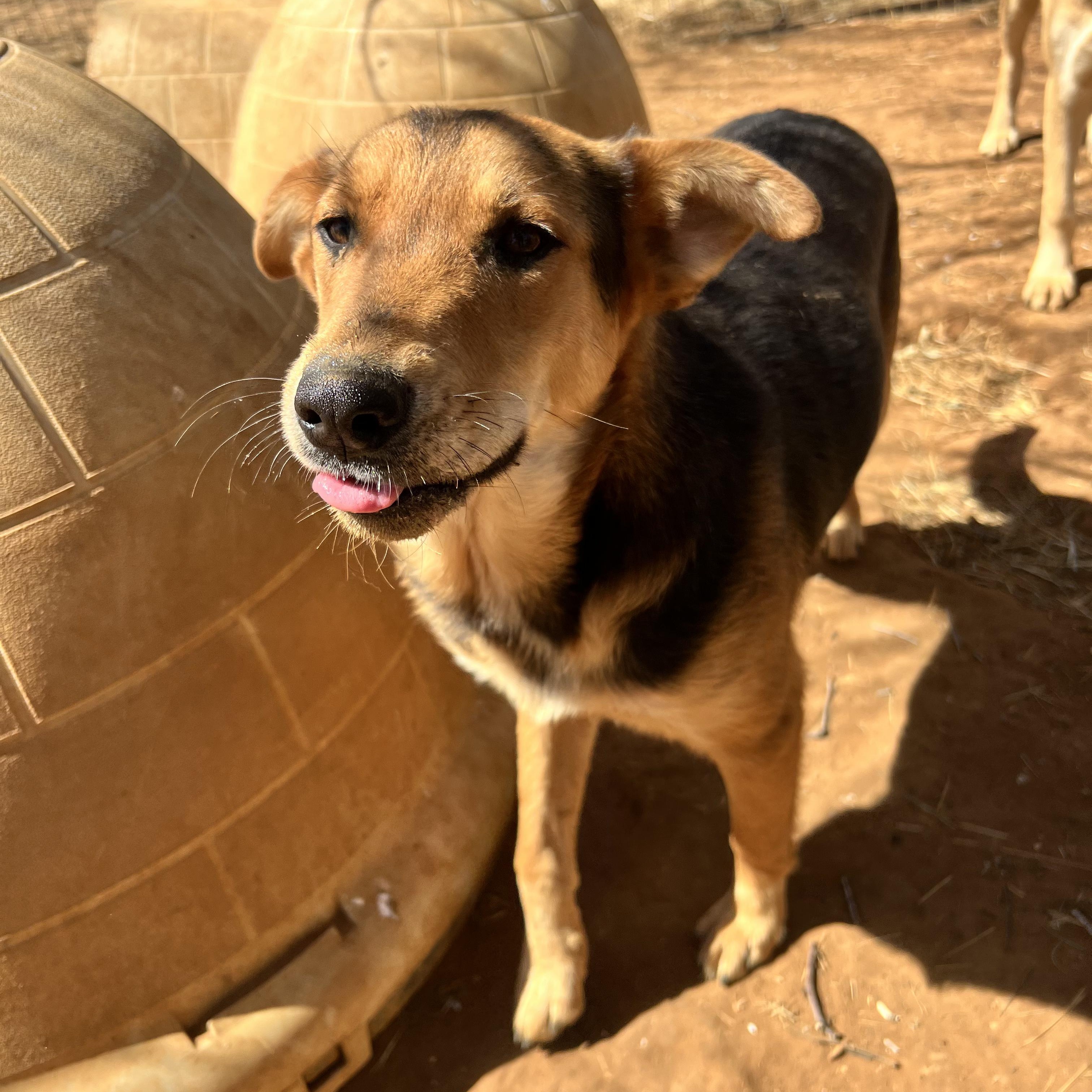 Enlarge Alfalfa, a Adoptable mixed breed in Seguin, TX image 2/5