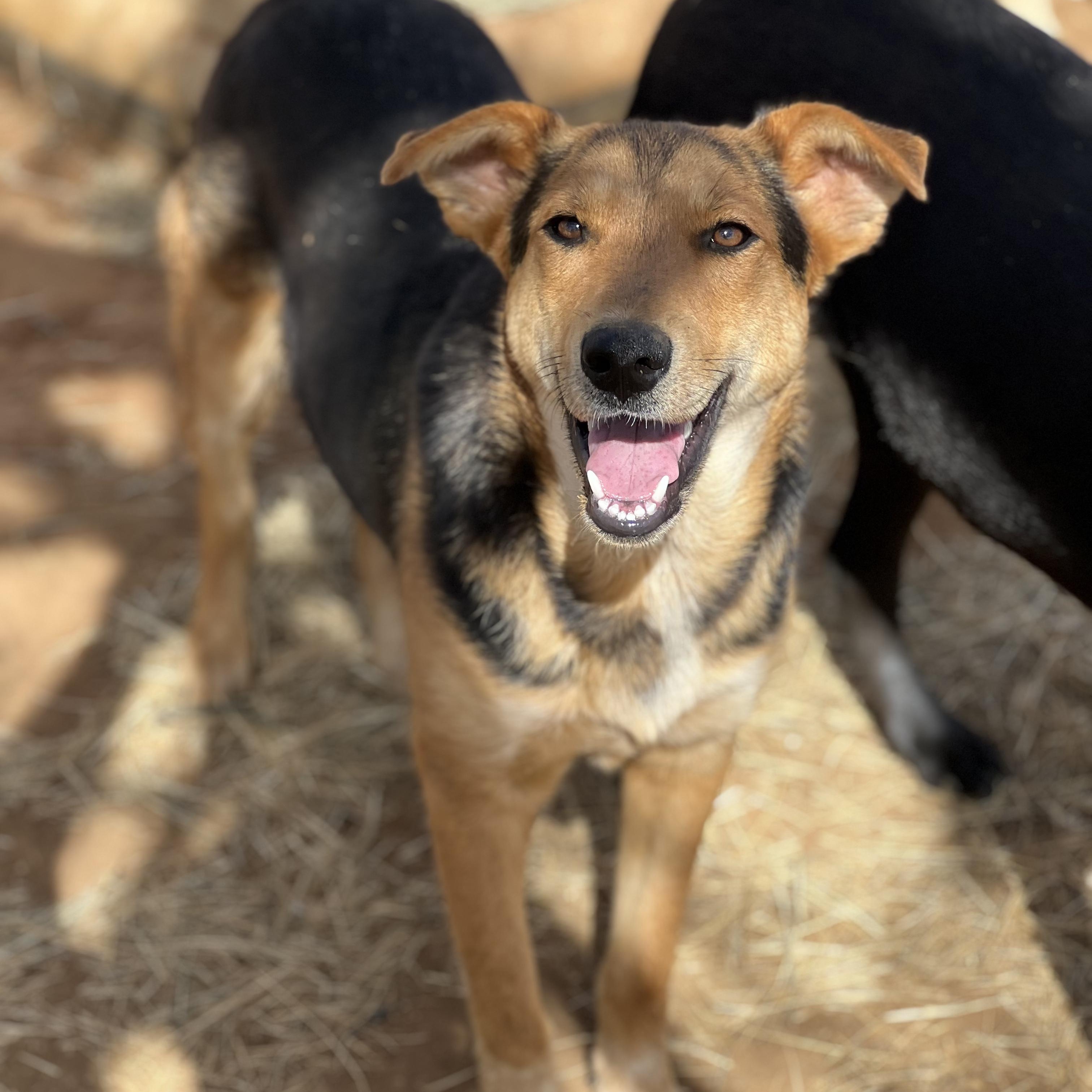 Enlarge Alfalfa, a Adoptable mixed breed in Seguin, TX image 1/5
