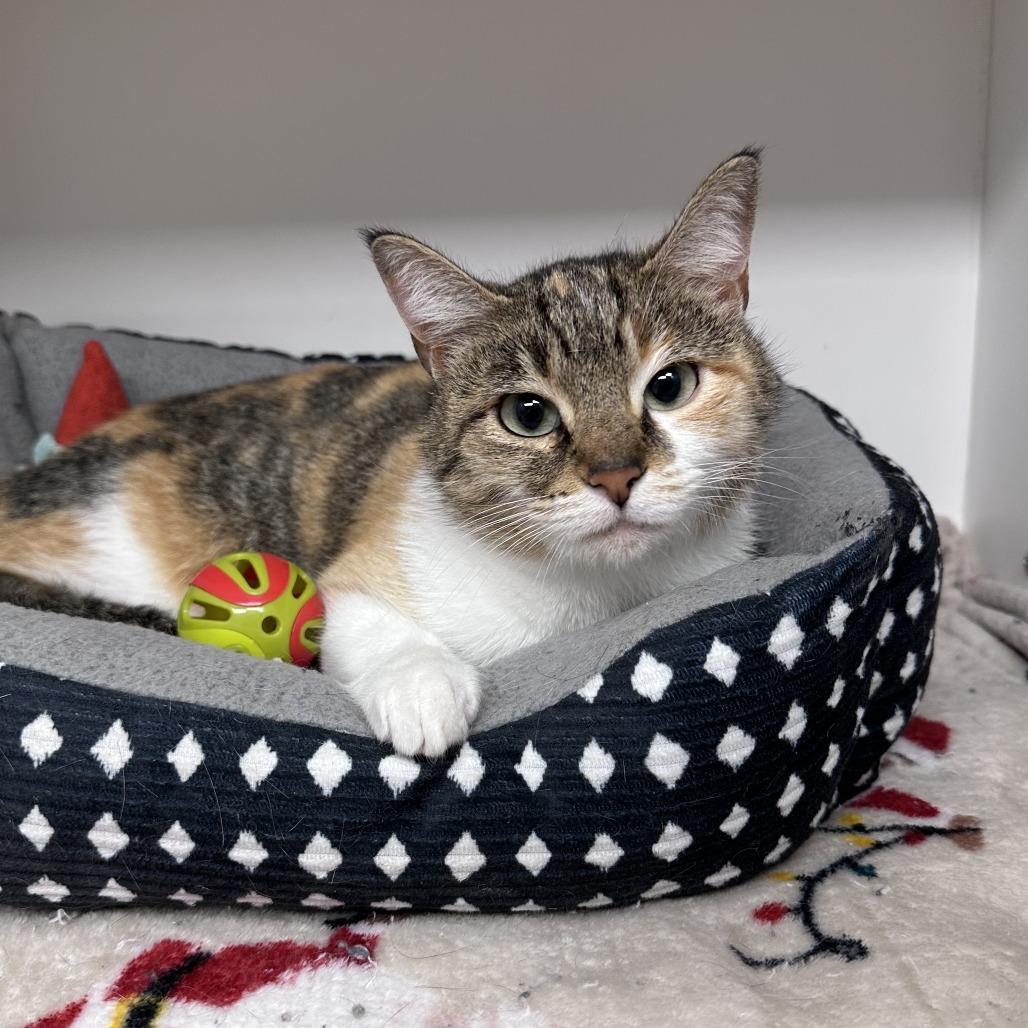 Rusti, Adoptable, Young Female Domestic Short Hair.