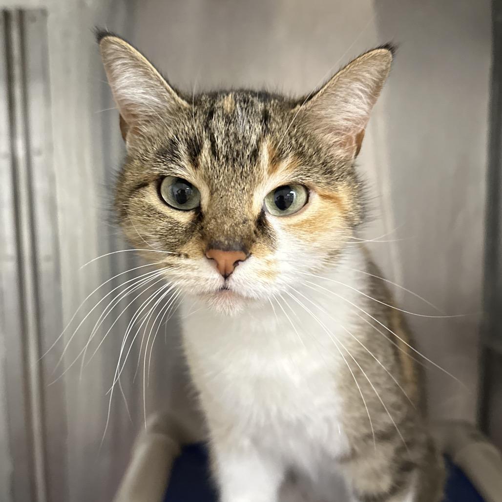 Rusti, a Adoptable Domestic Short Hair in Stillwater, OK image 2/2