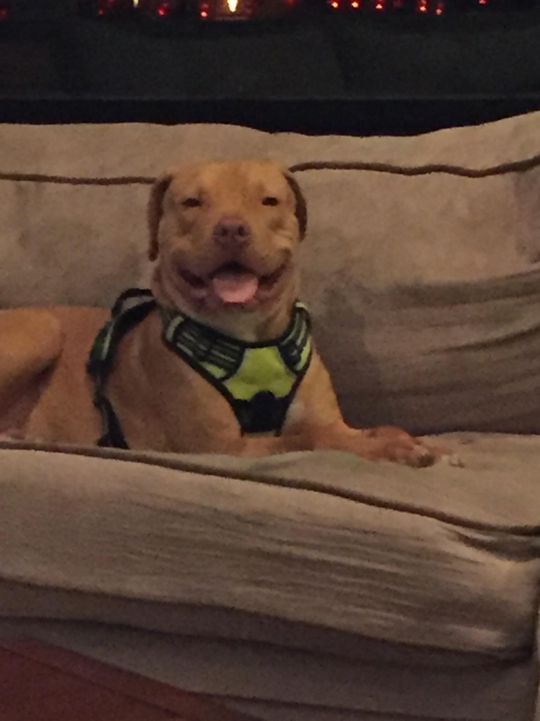 Enlarge Ben, a Adoptable mixed breed in Oro Valley, AZ image 1/4