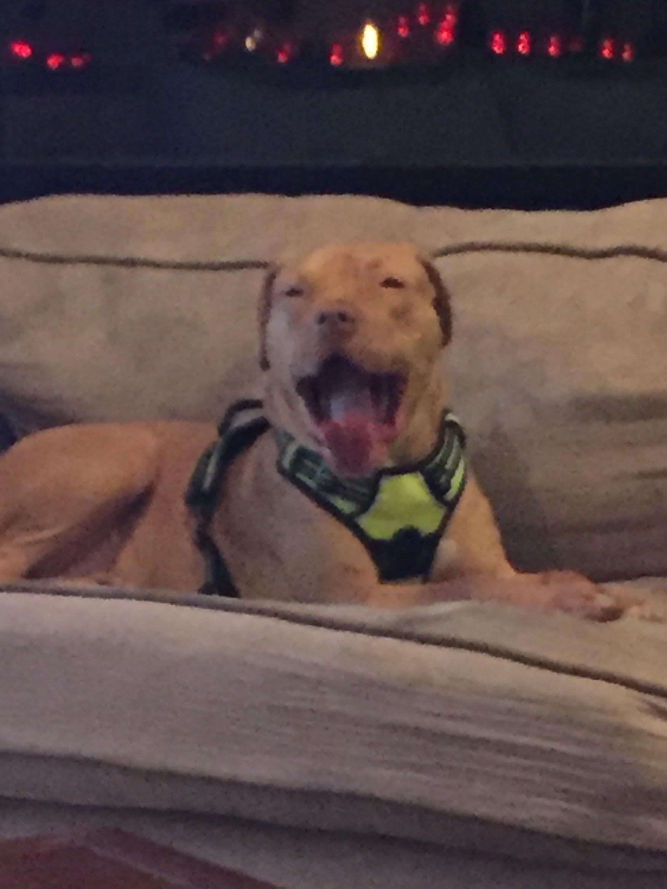 Enlarge Ben, a Adoptable mixed breed in Oro Valley, AZ image 2/4