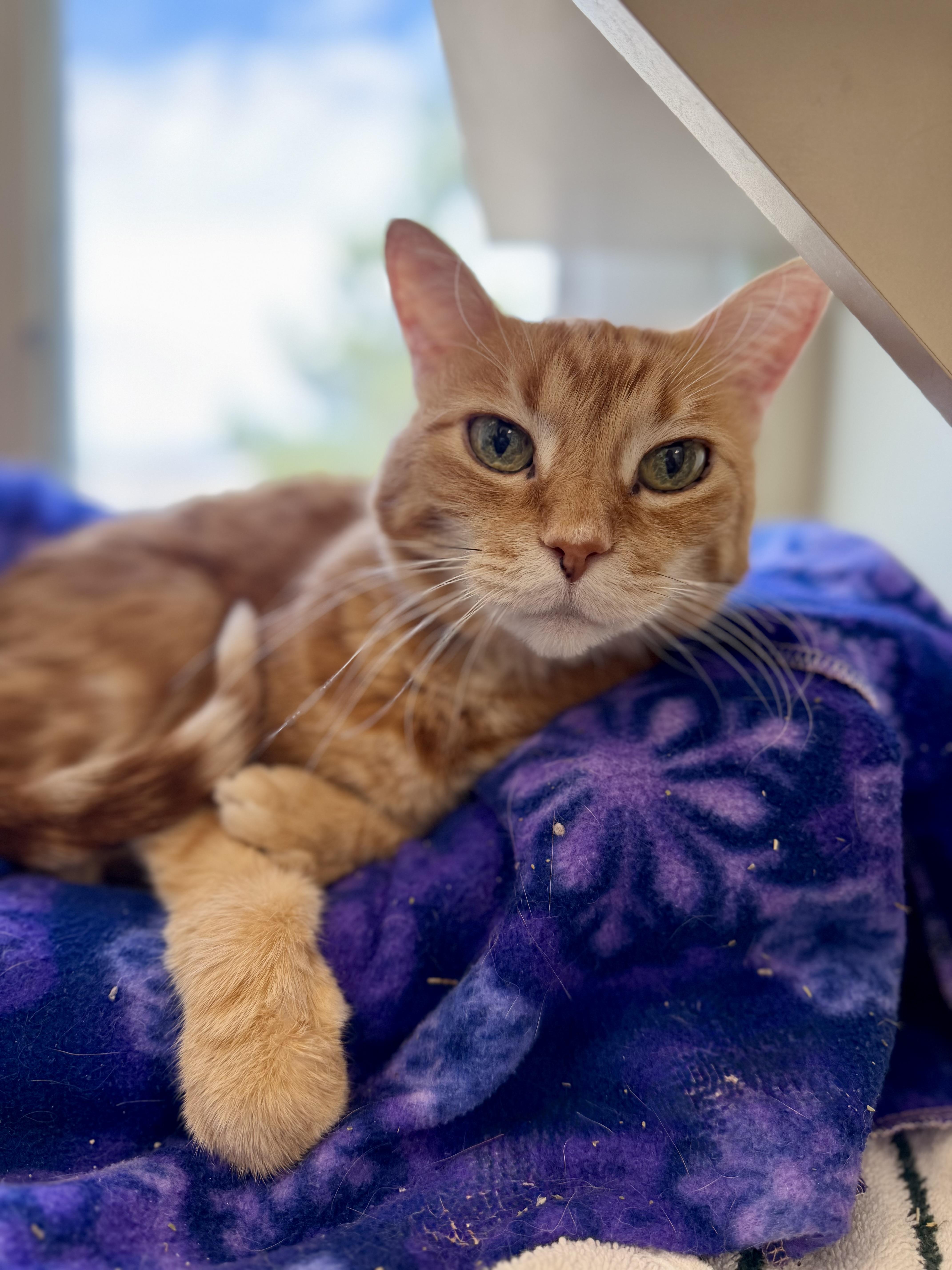 Enlarge Shiloh, a ADOPTABLE mixed breed in Buena Vista, CO image 3/3