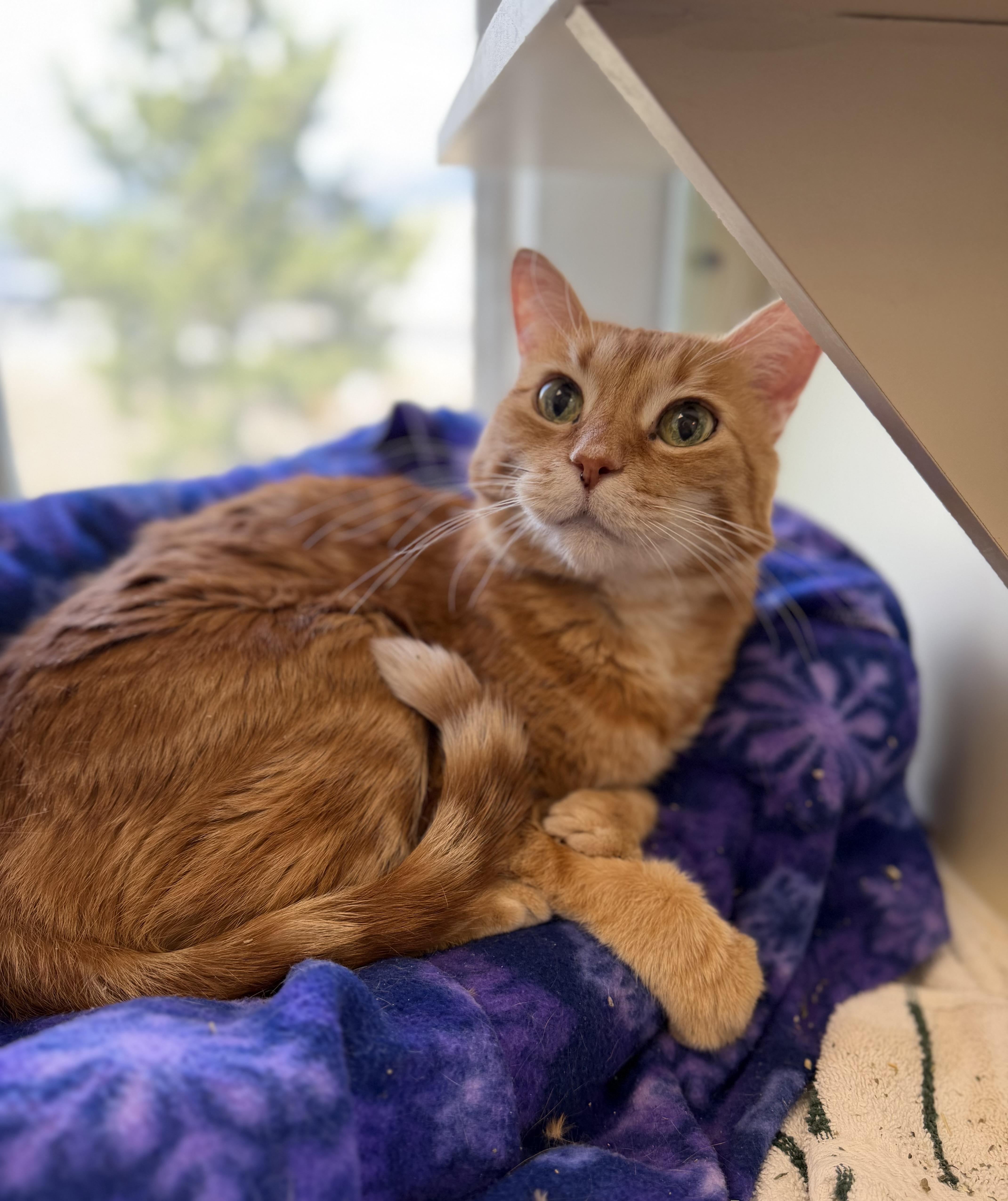 Enlarge Shiloh, a ADOPTABLE mixed breed in Buena Vista, CO image 2/3