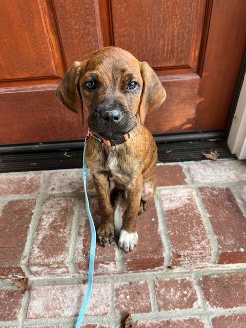 Steve, Adoptable, Young Male Pointer & Boxer.