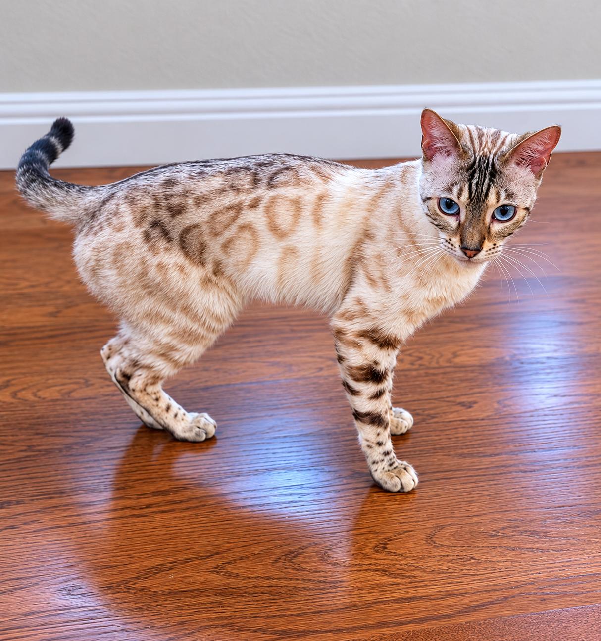 Bo, a Adopted Bengal in Rio Linda, CA image 3/4