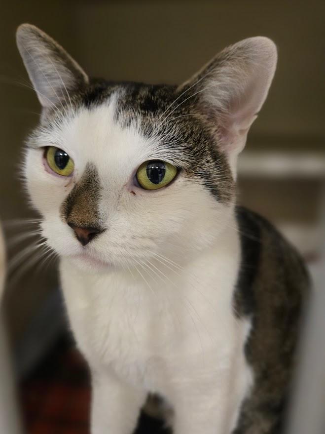 Enlarge Echo, an adoptable Domestic Short Hair in New Rochelle, NY image 1/1