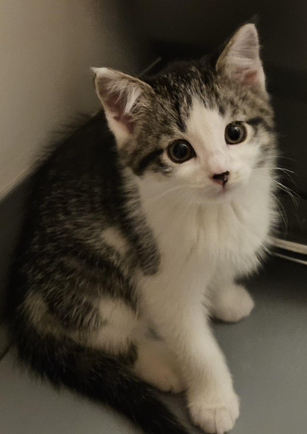 Pizzelle, ADOPTABLE, Young Female Domestic Short Hair.