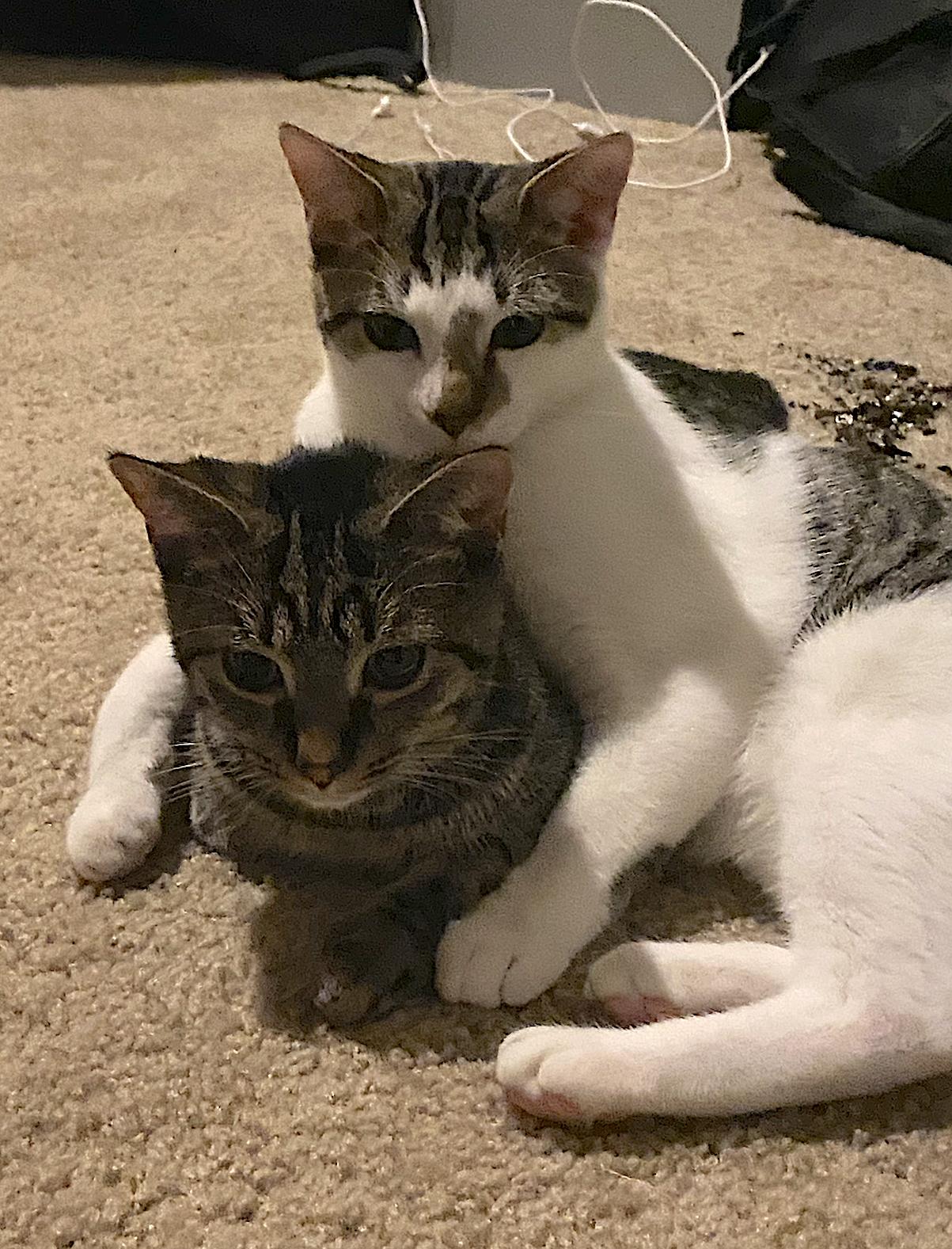Cowboy and Chunky photo 3