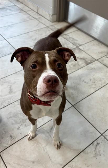 Enlarge PENNY, a Adoptable mixed breed in Kalamazoo, MI image 1/1