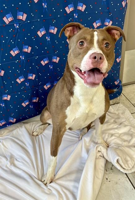 PENNY, Adoptable, Adult Female American Staffordshire Terrier & Mixed Breed.