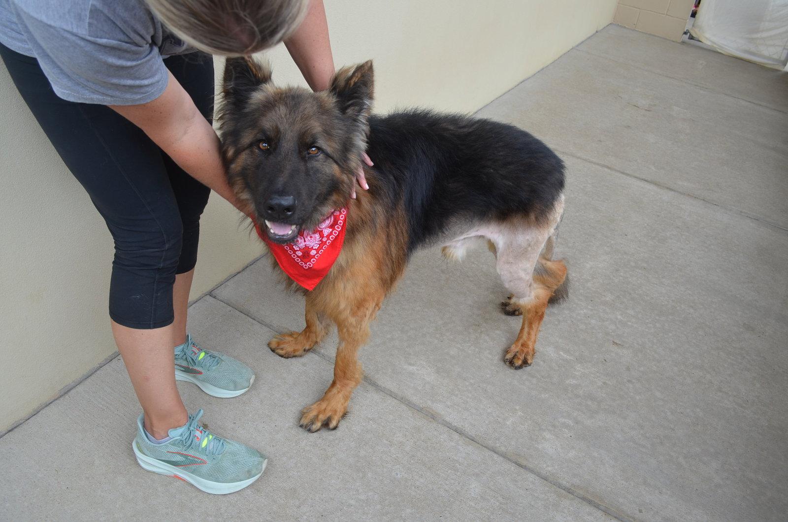 Knox, Adopted, Adult Male Mixed Breed.