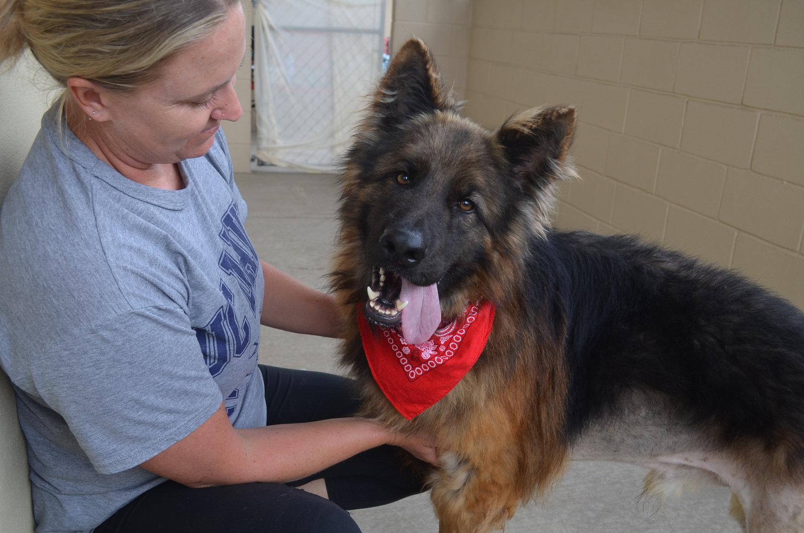 Enlarge Knox, a Adopted Mixed Breed in McKinney, TX image 2/3