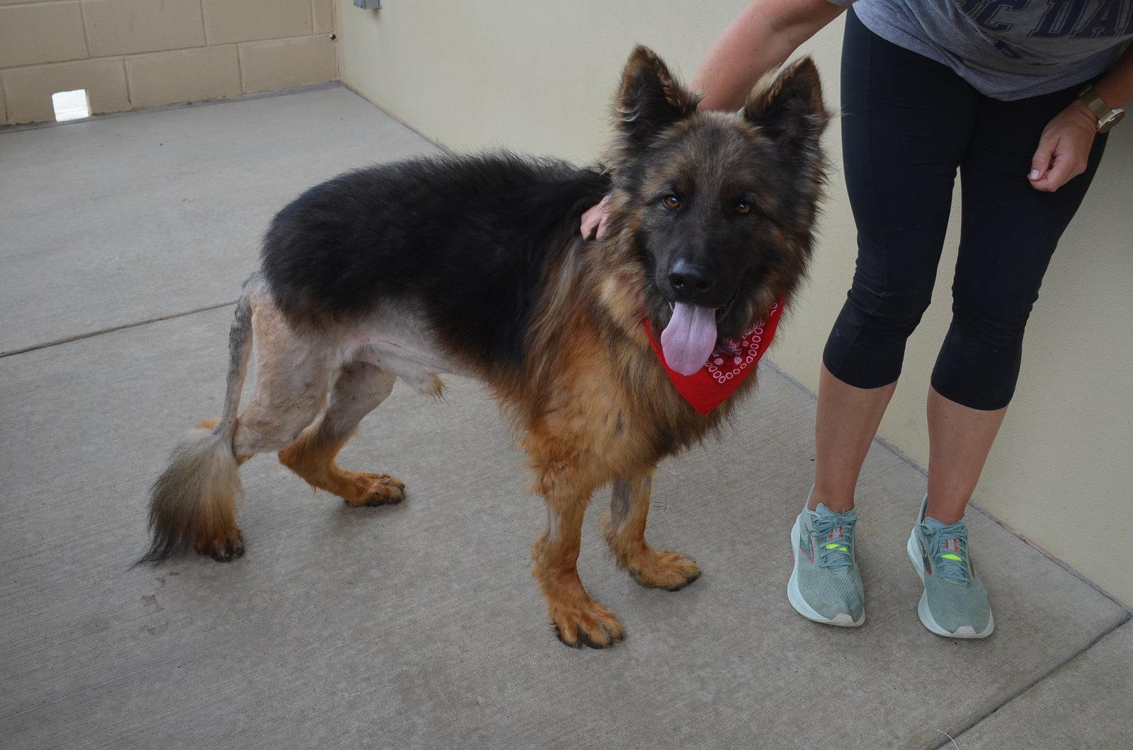 Enlarge Knox, a Adopted Mixed Breed in McKinney, TX image 3/3