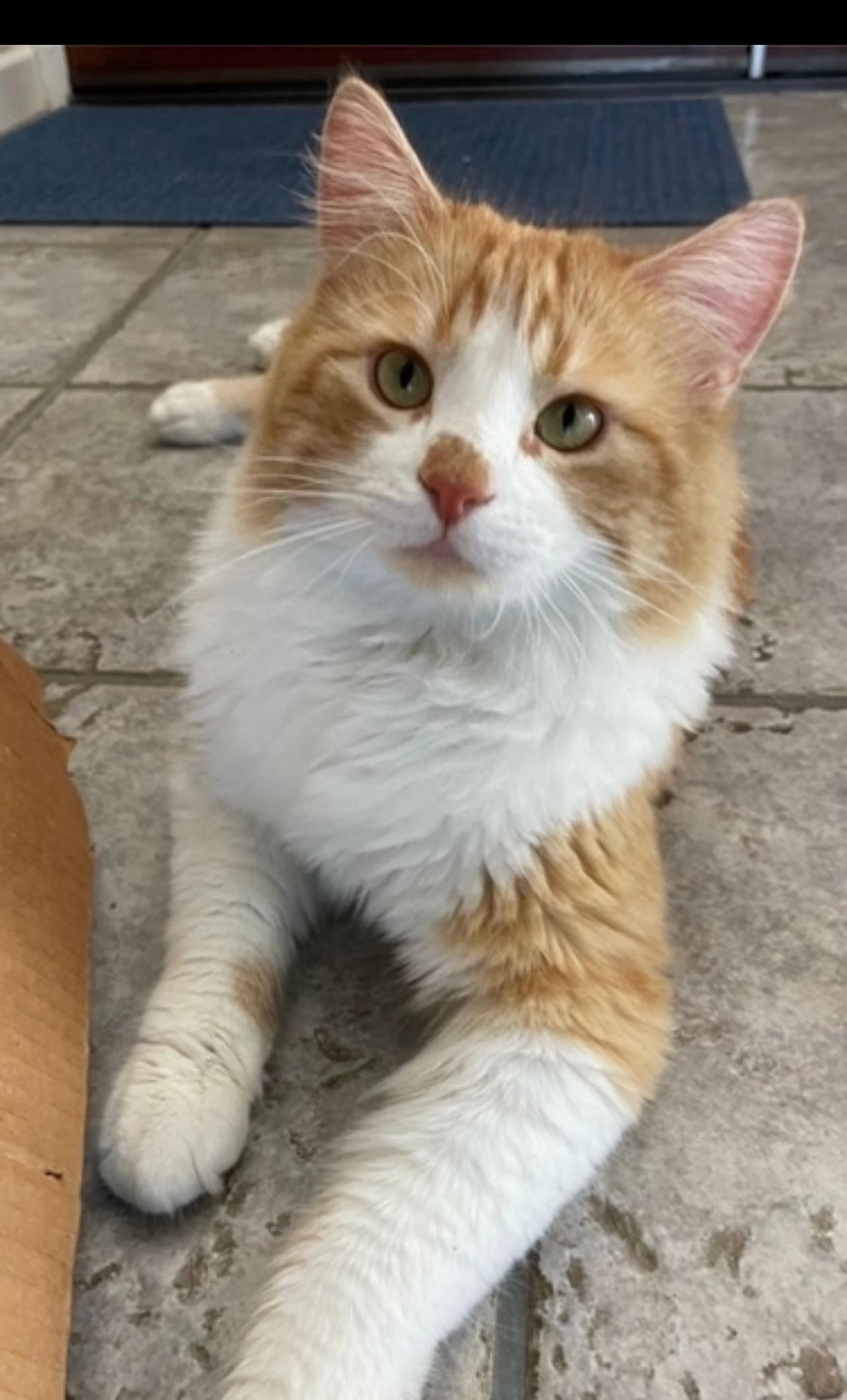 Grady, Young Male Domestic Long Hair