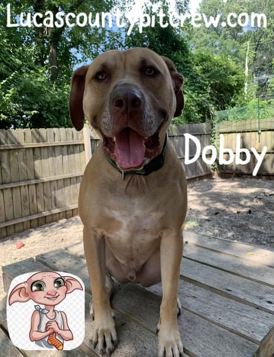 Dobby