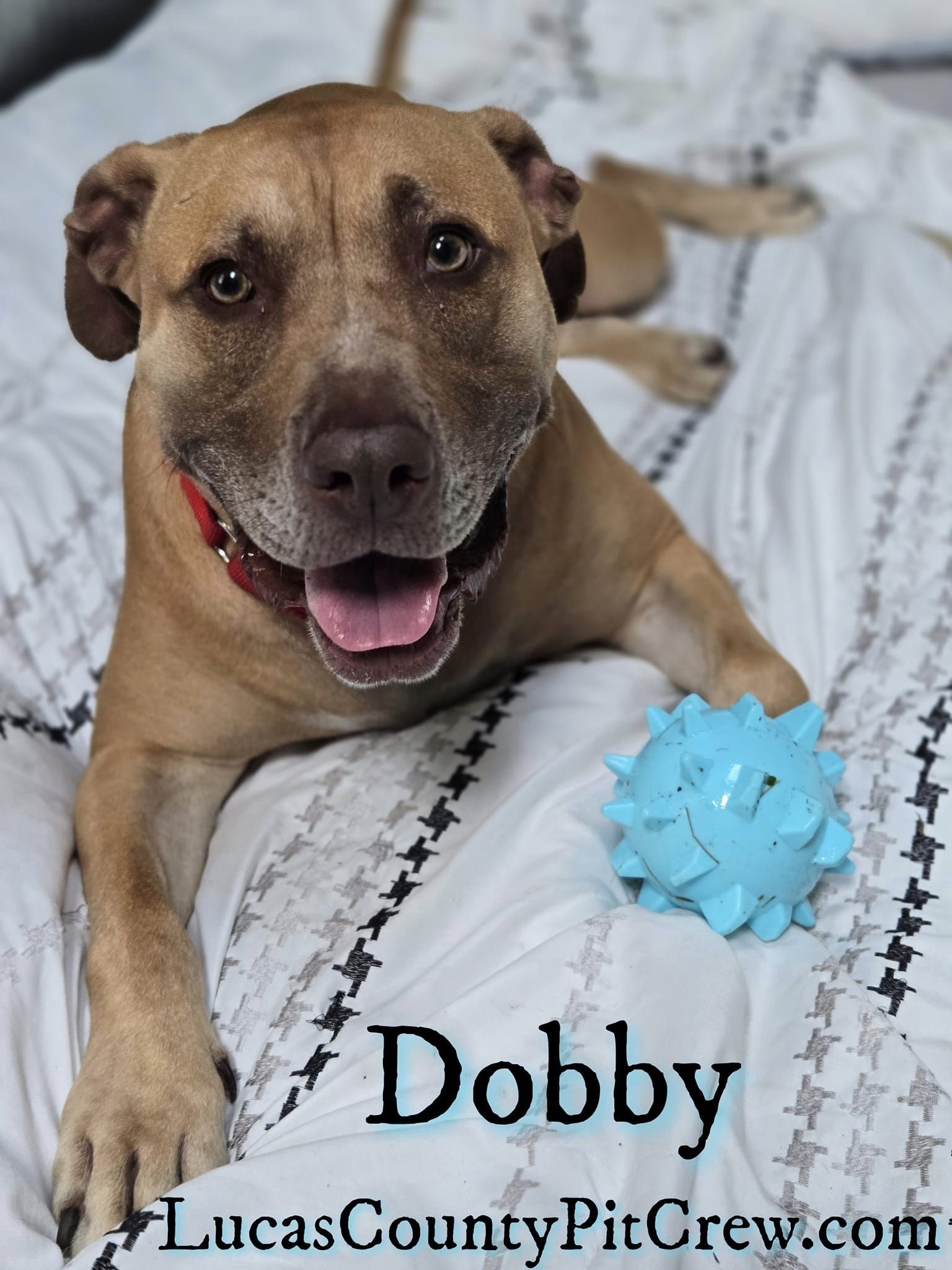 Dobby