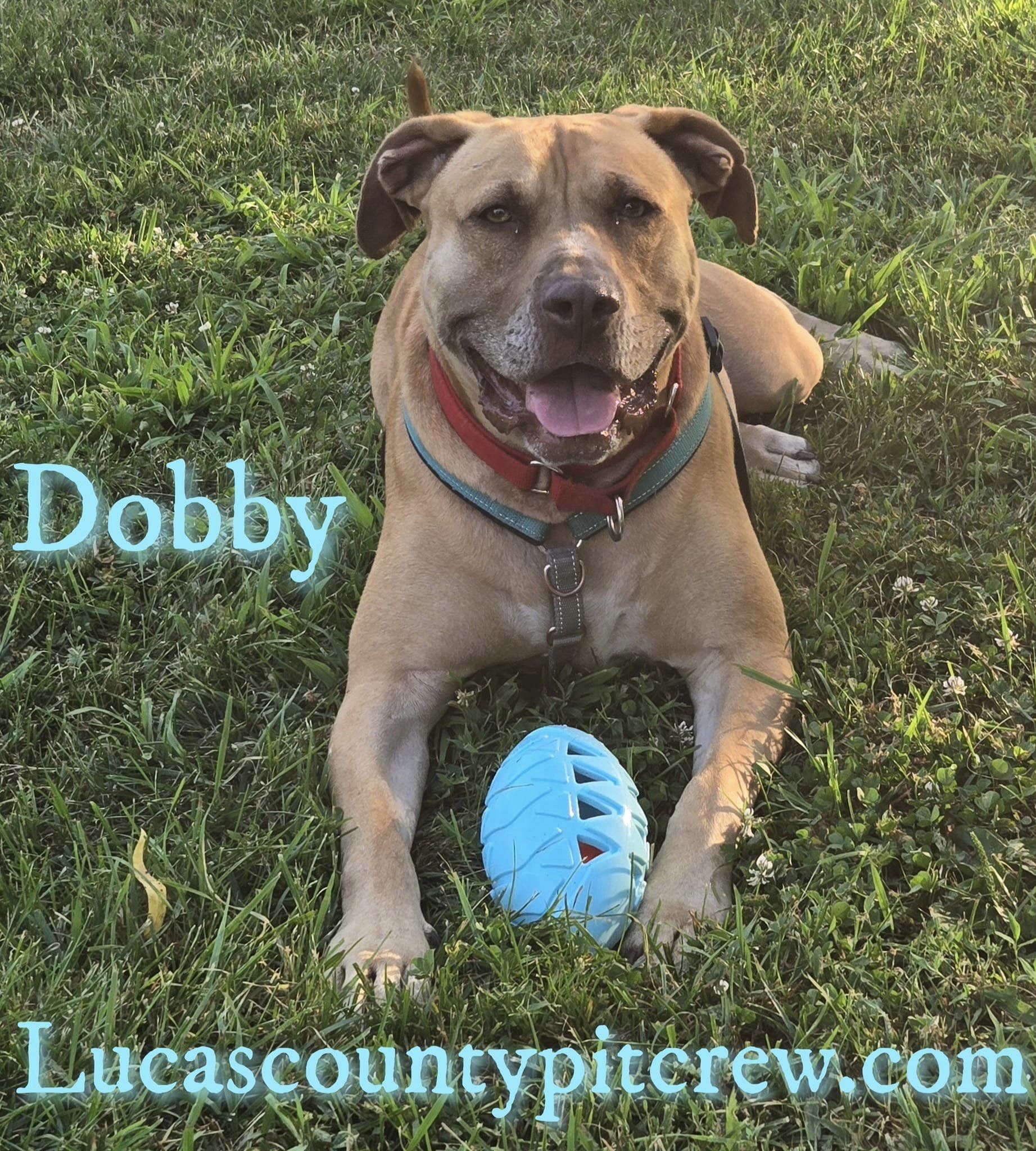 Dobby