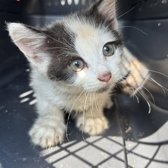 Slushie, Adoptable, Kitten Female Domestic Short Hair.