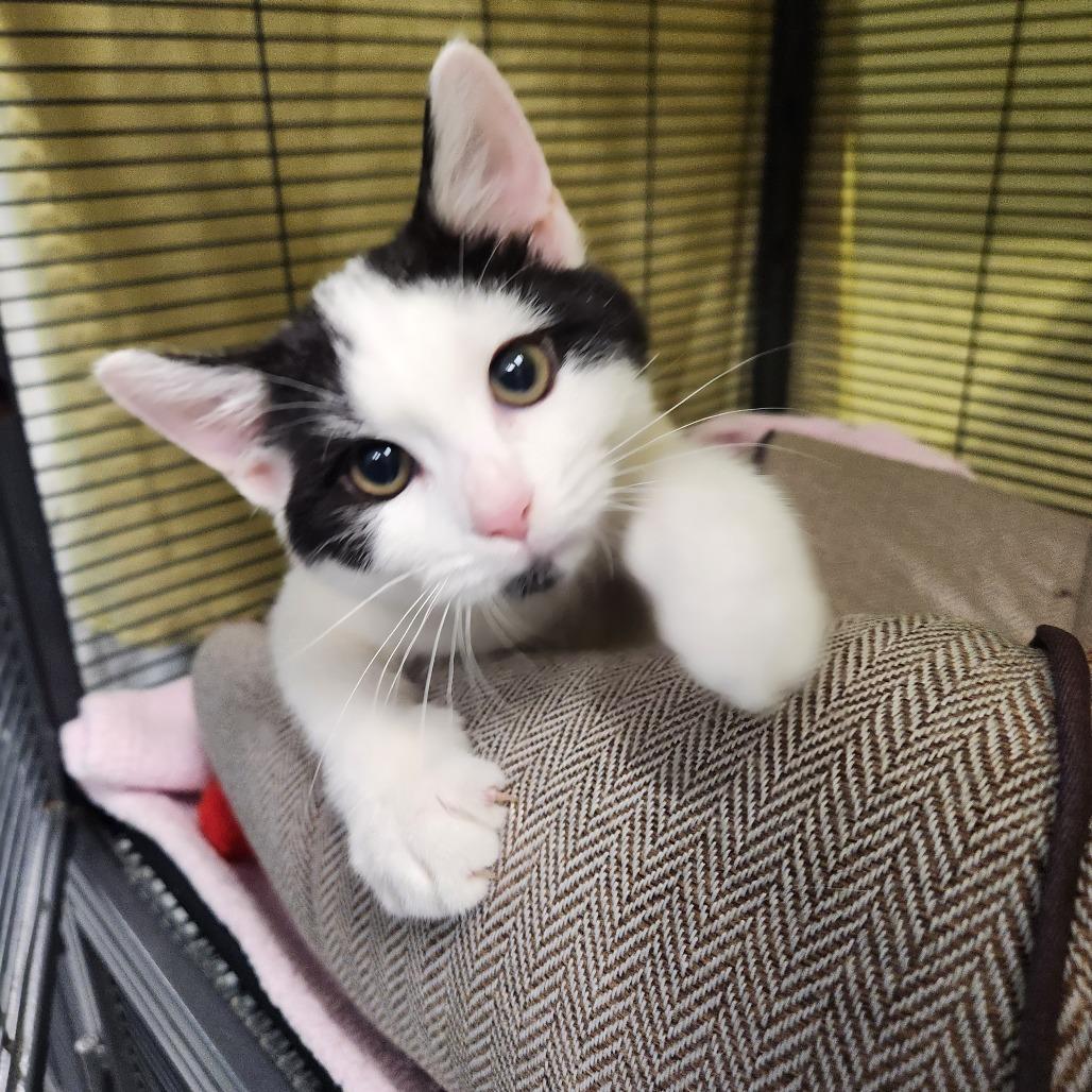 Enlarge Slushie, a Adoptable Domestic Short Hair in Mooresville, NC image 2/2