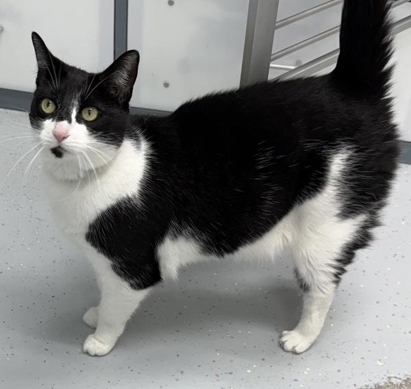 Enlarge Shilo, a Adoptable mixed breed in Skillman, NJ image 1/2