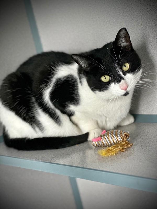 Enlarge Shilo, a Adoptable mixed breed in Skillman, NJ image 2/2