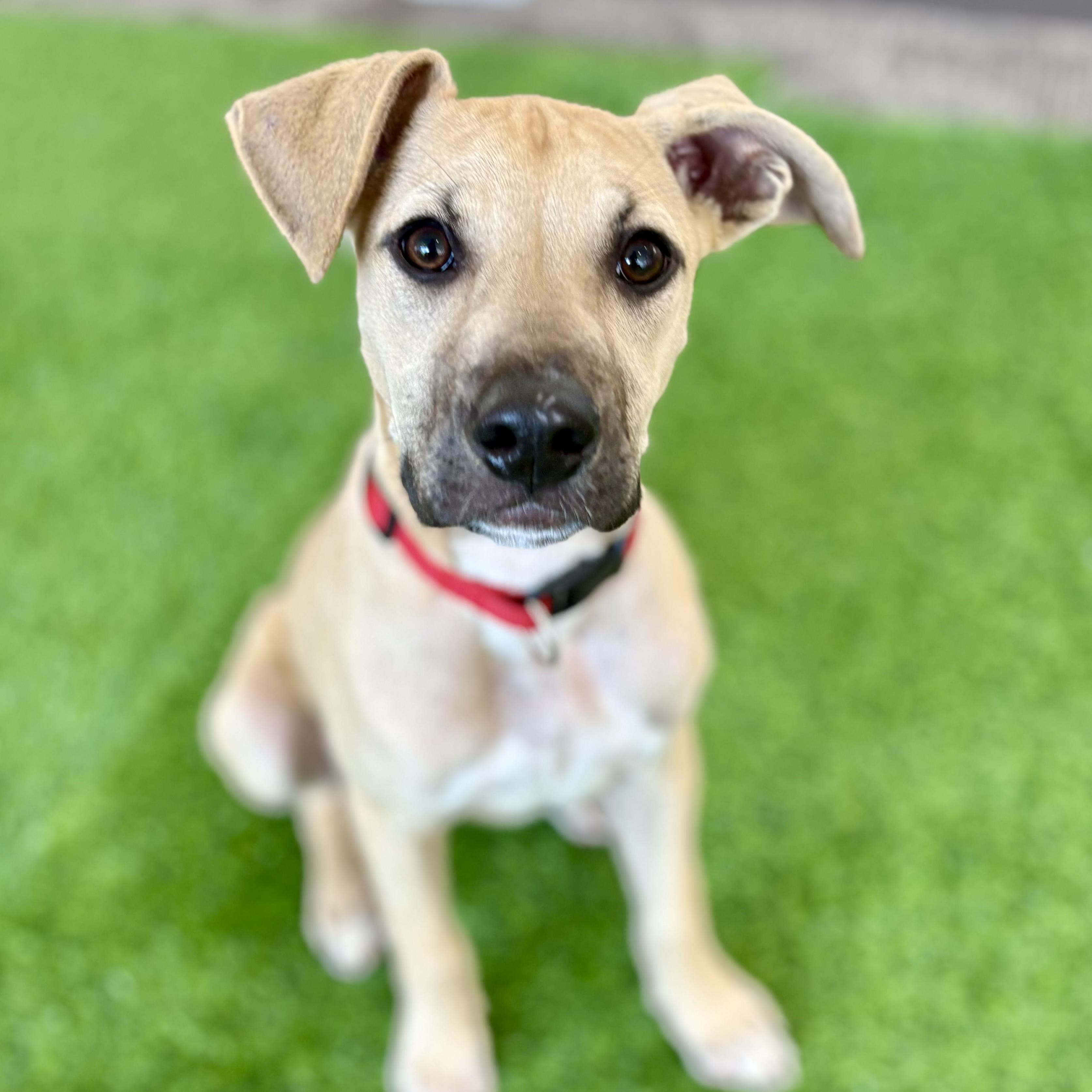 Enlarge Bella, an adoptable mixed breed in Cumberland, RI image 6/6