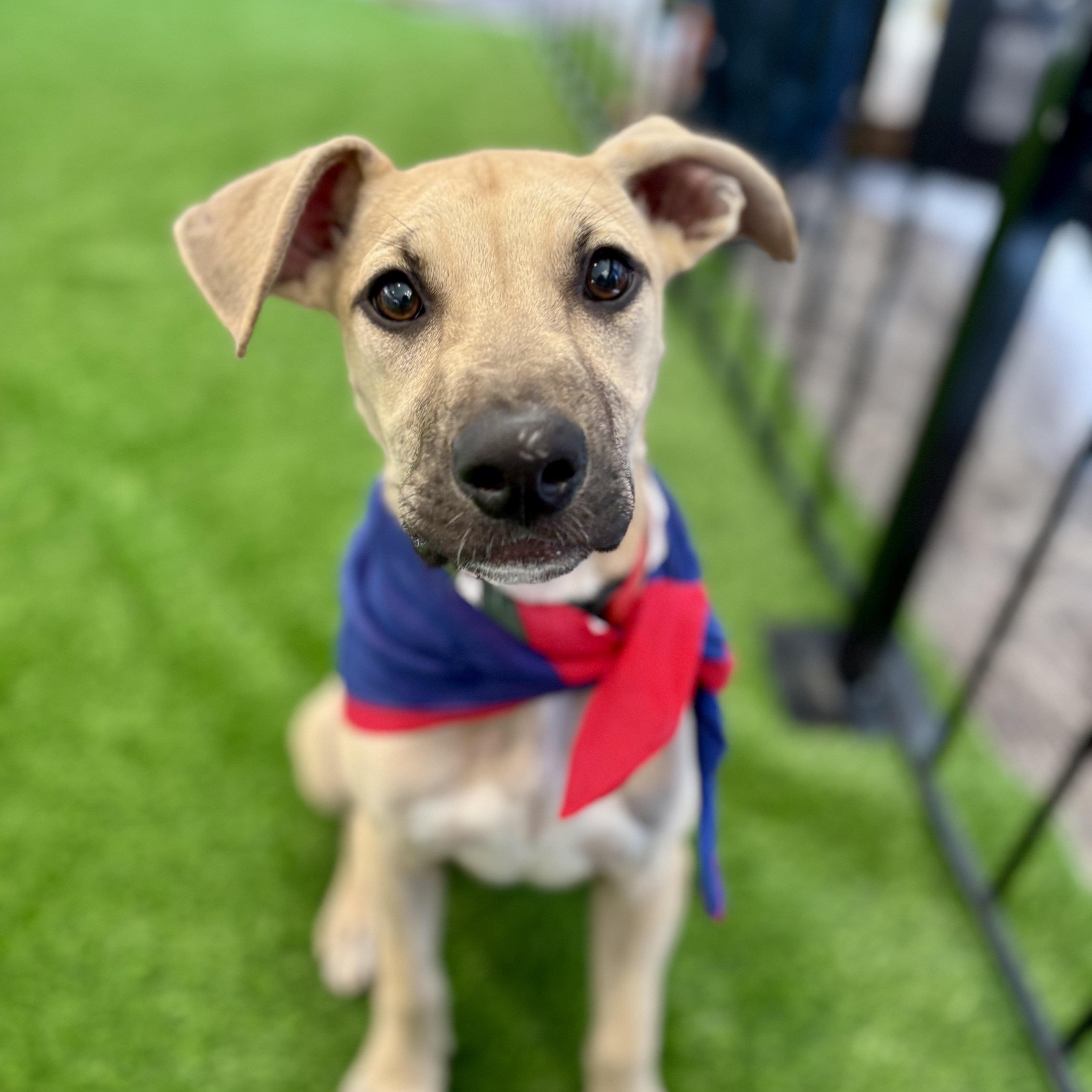 Enlarge Bella, an adoptable mixed breed in Cumberland, RI image 4/6