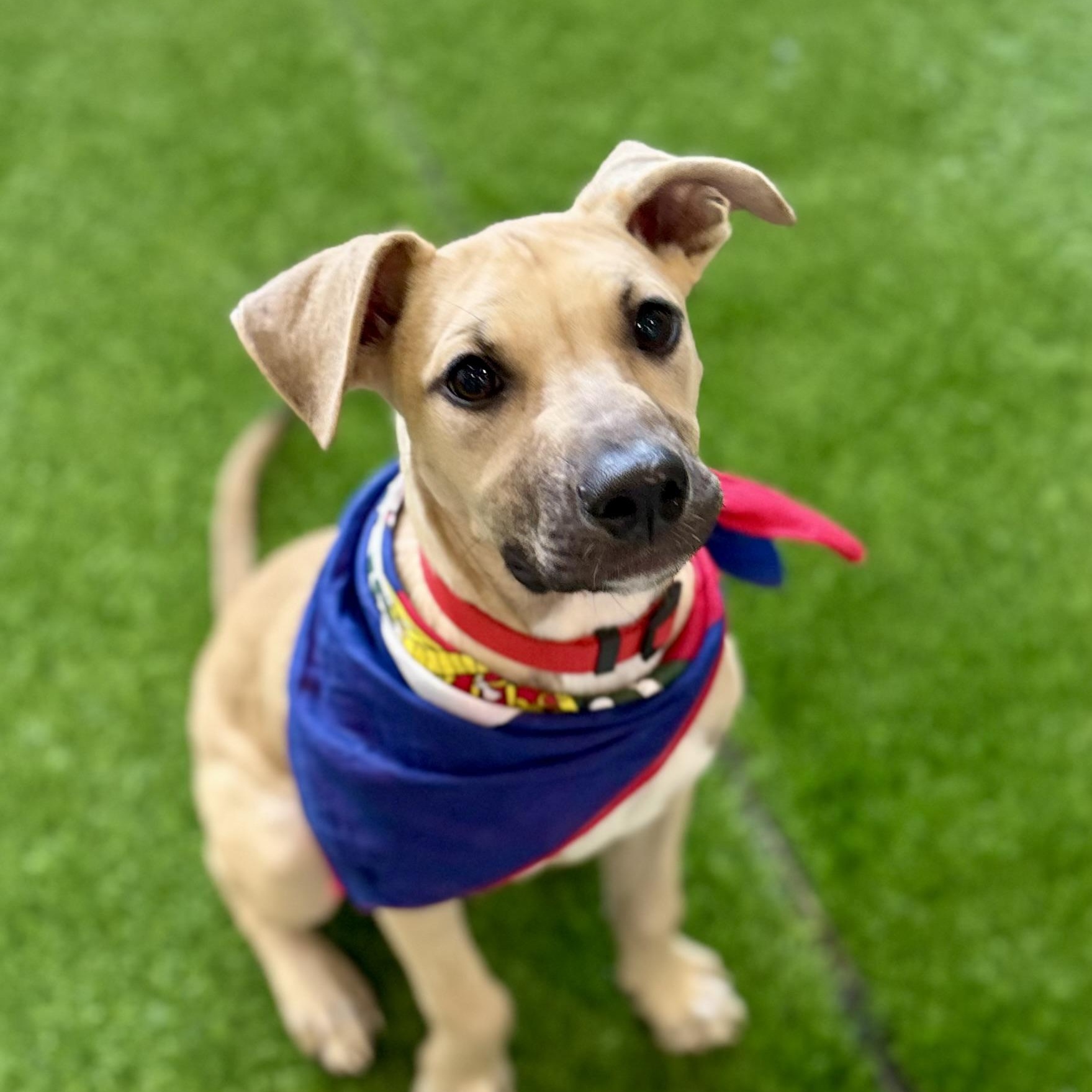 Enlarge Bella, an adoptable mixed breed in Cumberland, RI image 2/6