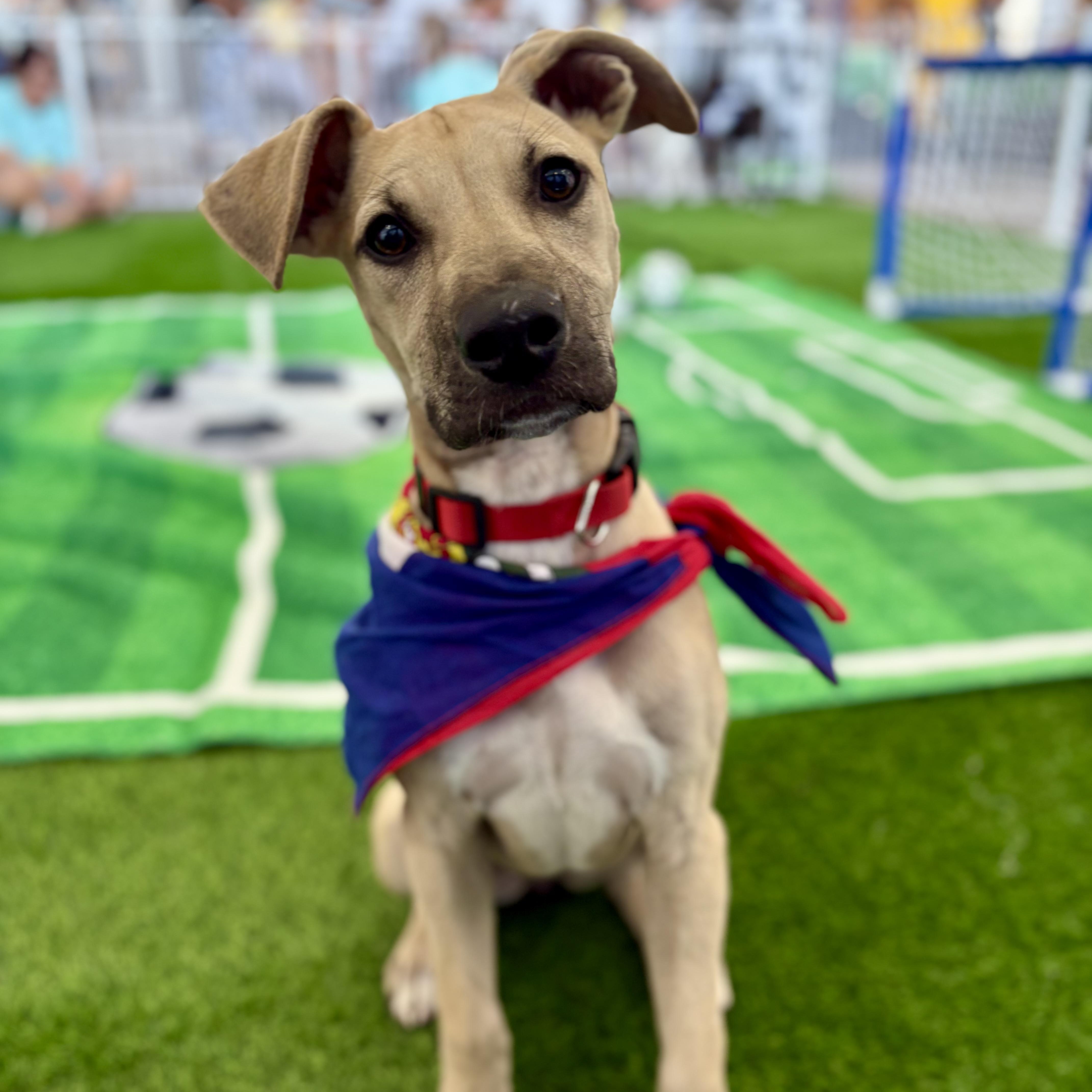Enlarge Bella, an adoptable mixed breed in Cumberland, RI image 5/6