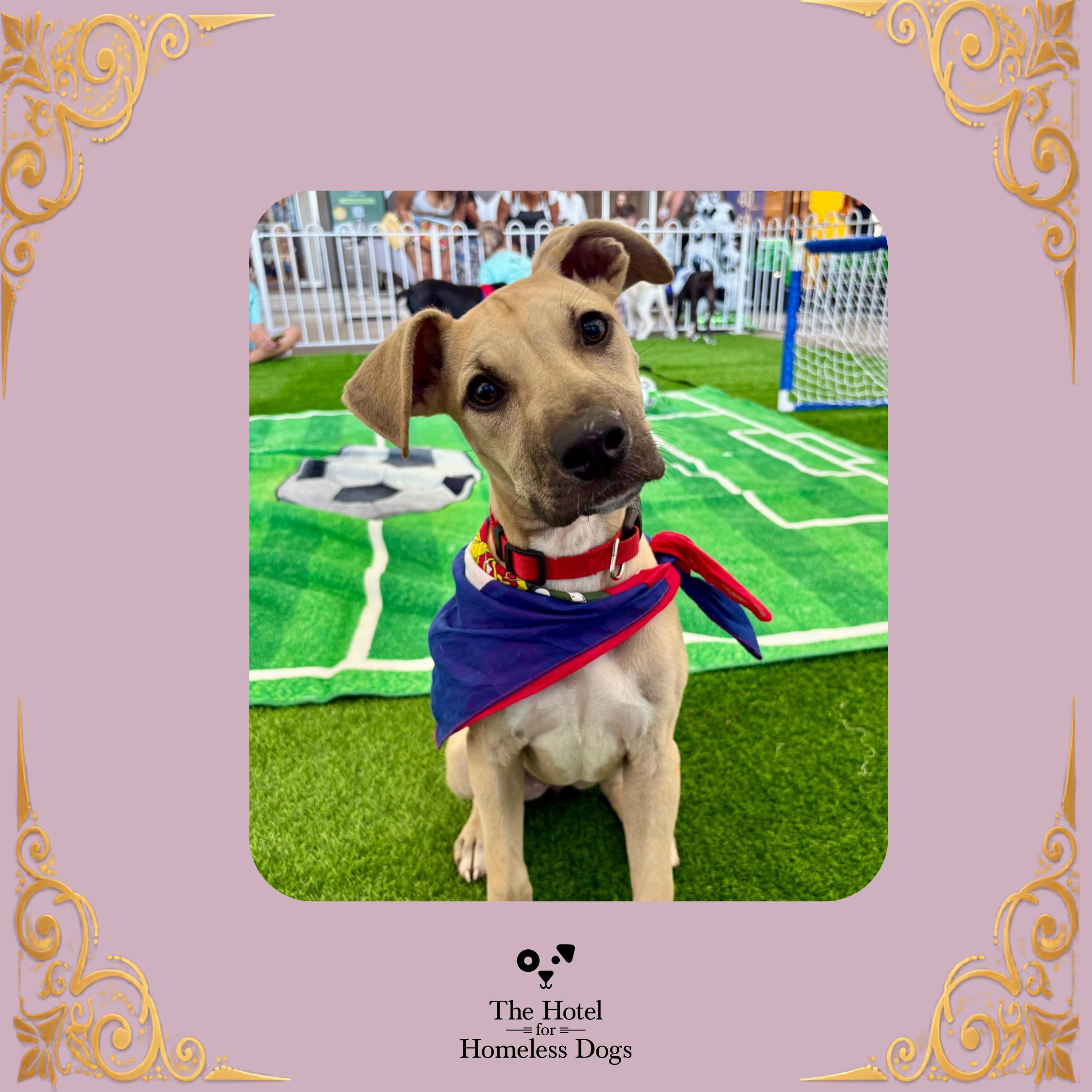 Bella, Adoptable, Puppy Female Hound & Terrier.