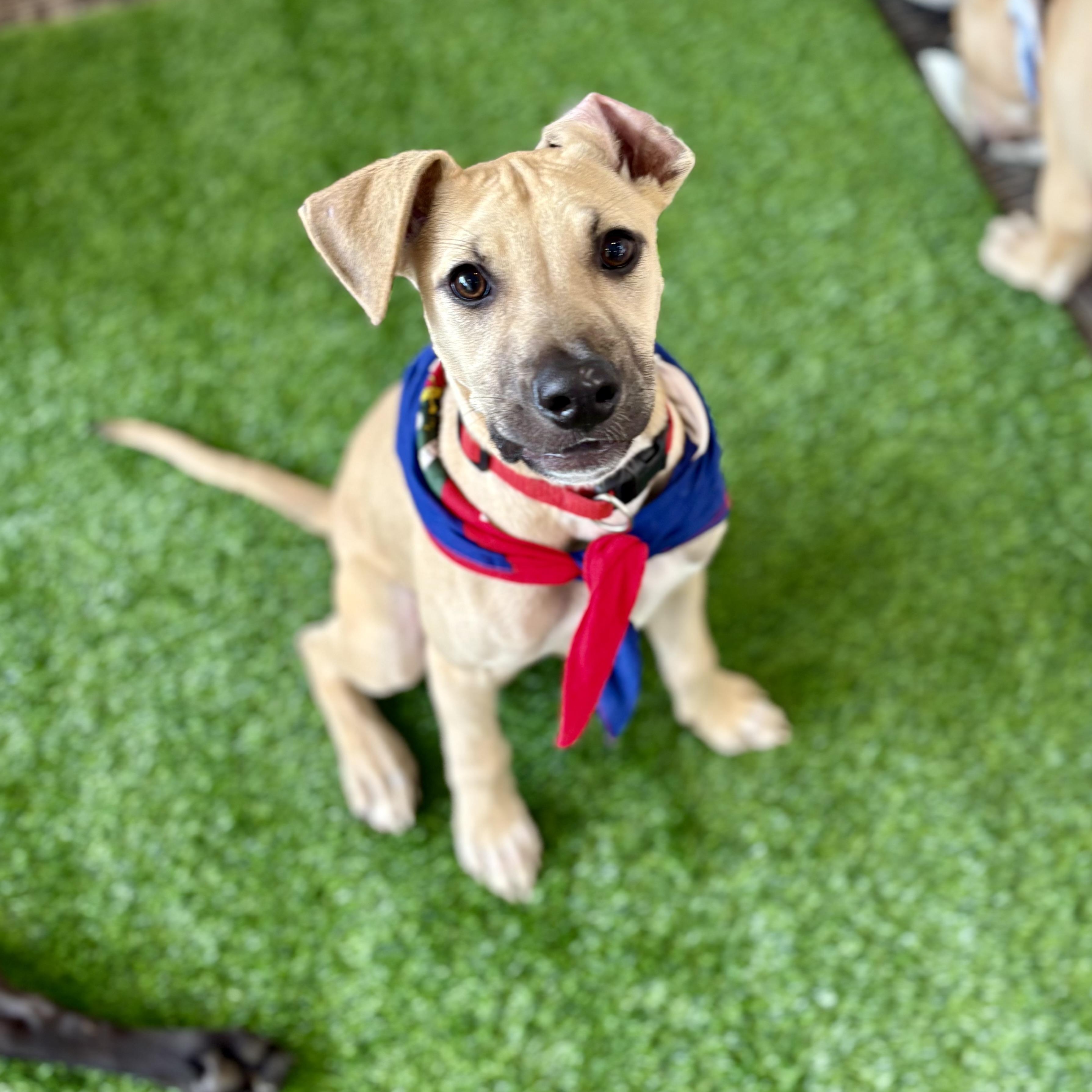 Enlarge Bella, an adoptable mixed breed in Cumberland, RI image 3/6